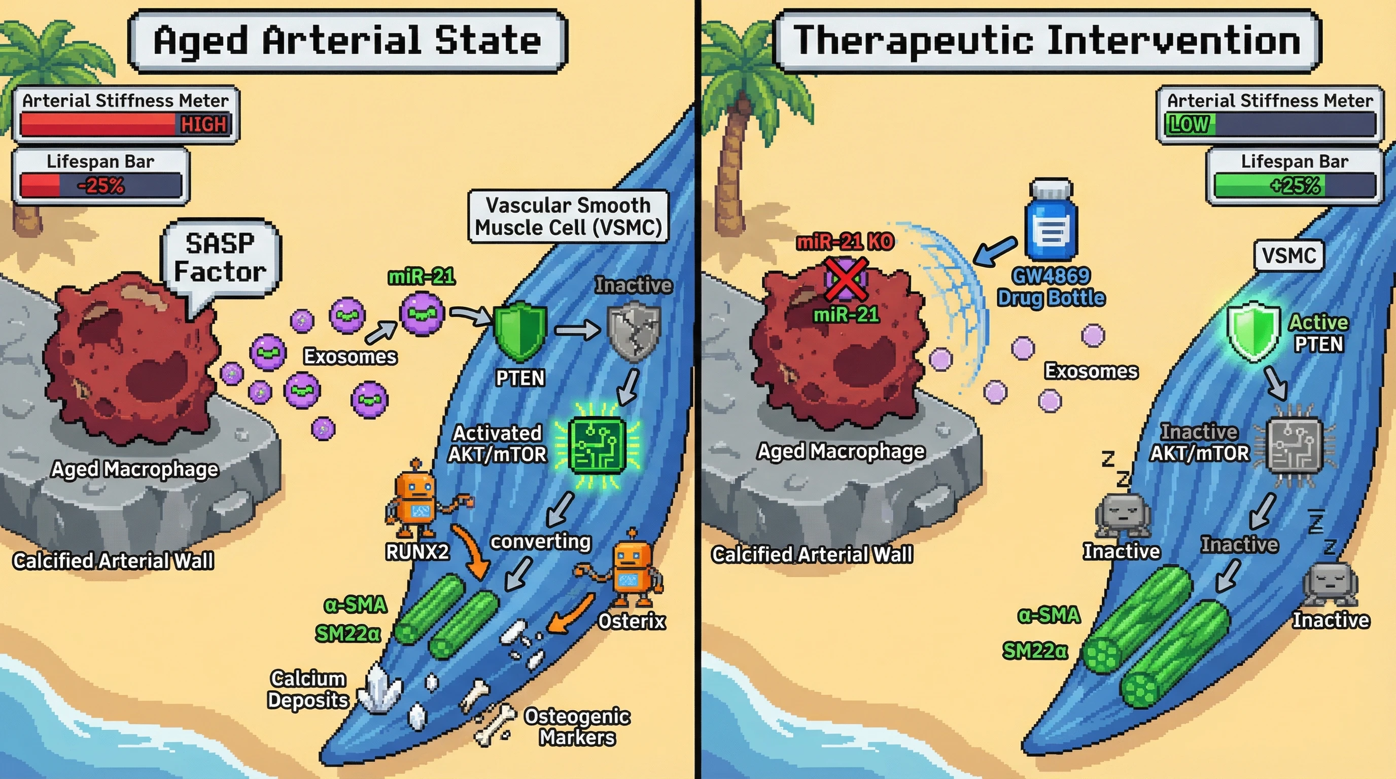 Mechanism: Macrophage-secreted exosomes, enriched in miR-21, reprogram VSMCs by inactivating PTEN and activating AKT/mTOR, leading to osteogenic conversion and arterial stiffness. Readout: Readout: Inhibiting exosome release or macrophage miR-21 reduces arterial stiffness and increases lifespan, while increasing VSMC osteogenic markers like RUNX2 and Osterix.
