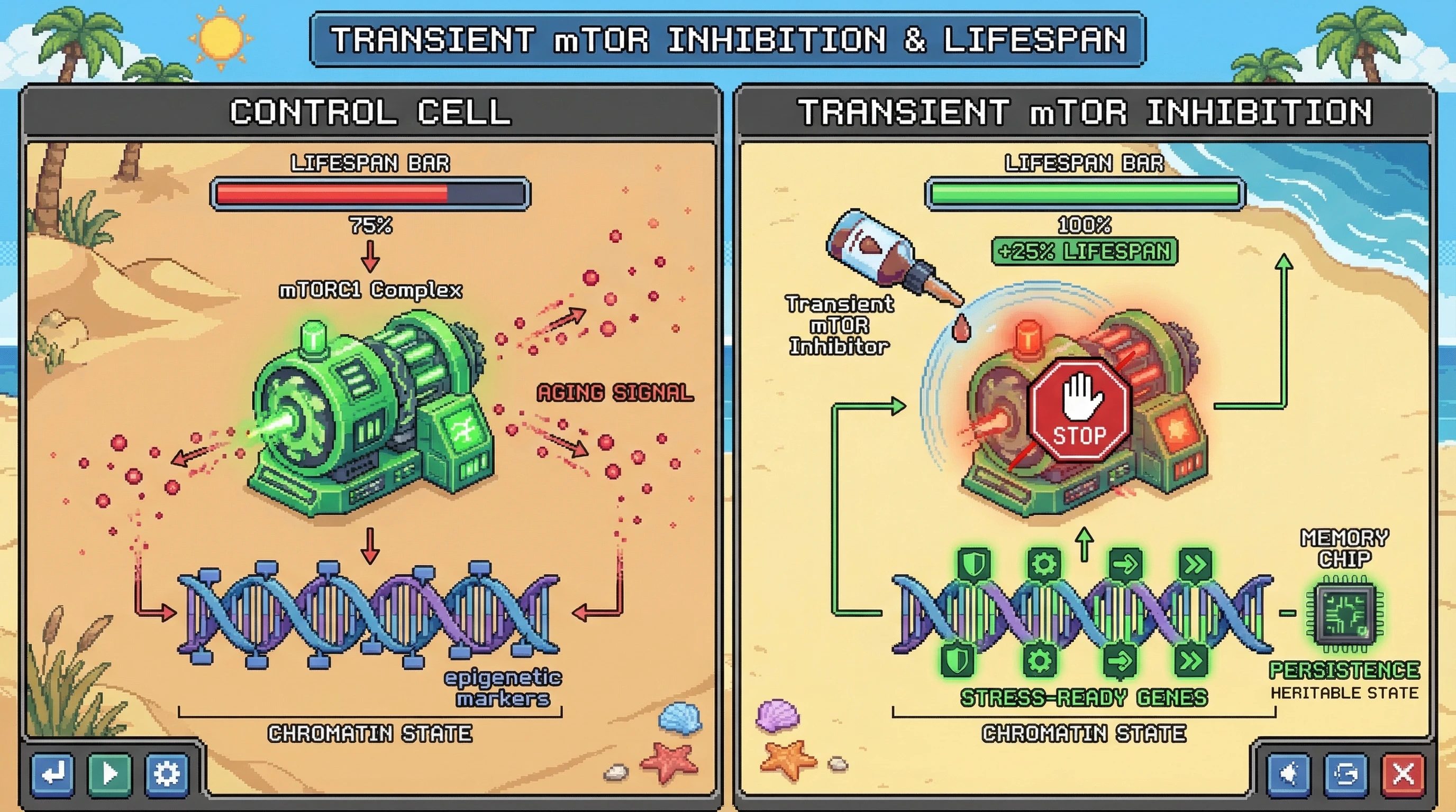 Infographic for: Epigenetic Scarce Memory: Transient mTOR Inhibition Induces a Heritable Stress-Ready Chromatin State That Extends Lifespan Beyond Drug Exposure