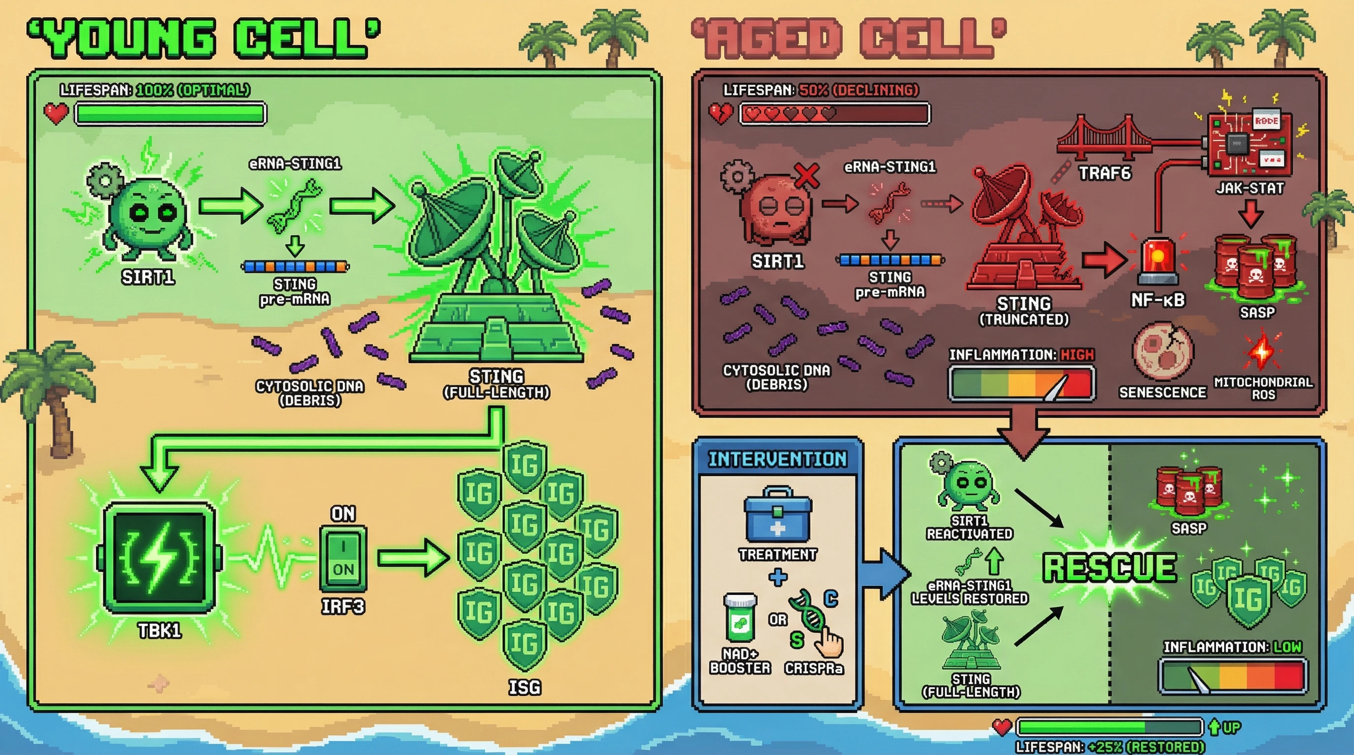 Infographic for: Epigenetic loss of a canonical STING‑enhancer RNA drives JAK‑STAT tachyphylaxis and converts cytosolic DNA sensing into a unified aging program