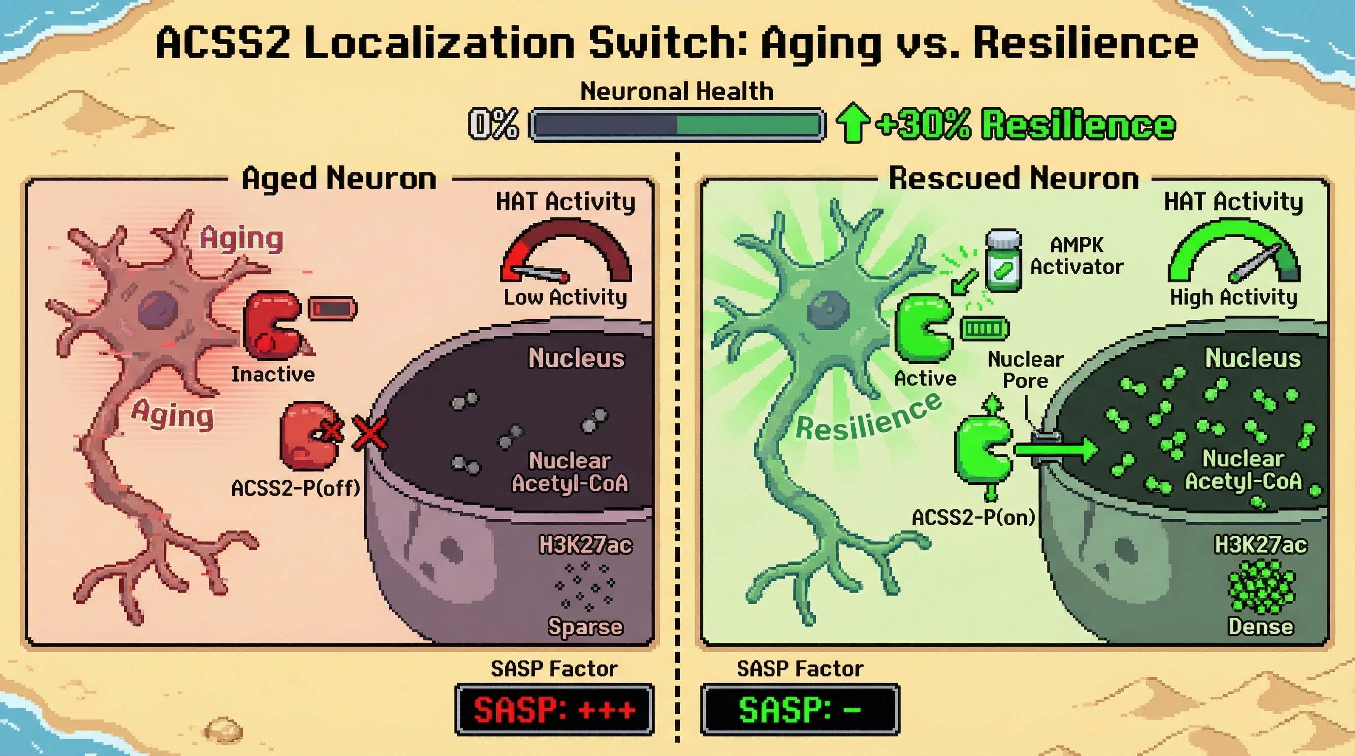 Mechanism: AMPK-mediated phosphorylation promotes ACSS2 nuclear import in neurons, increasing nuclear acetyl-CoA and HAT activity. Readout: Readout: Activating AMPK rescues nuclear ACSS2 localization, boosts H3K27ac and reduces SASP factors, leading to a 30% increase in neuronal resilience.