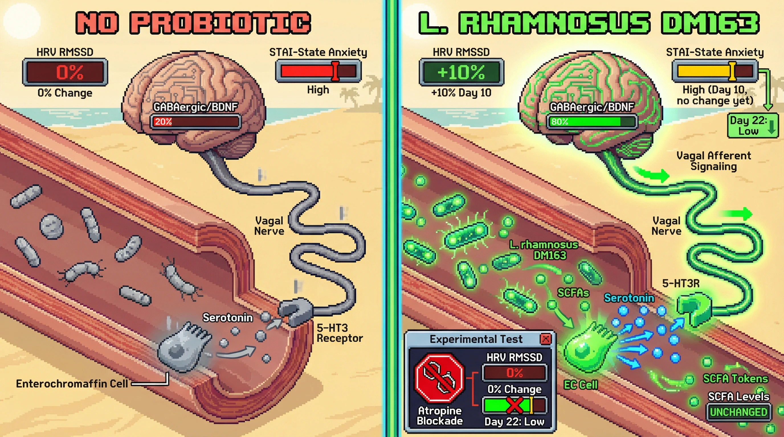 Infographic for: HRV as an Early Vagal Biomarker for Strain-Specific Lactobacillus Effects on Anxiety