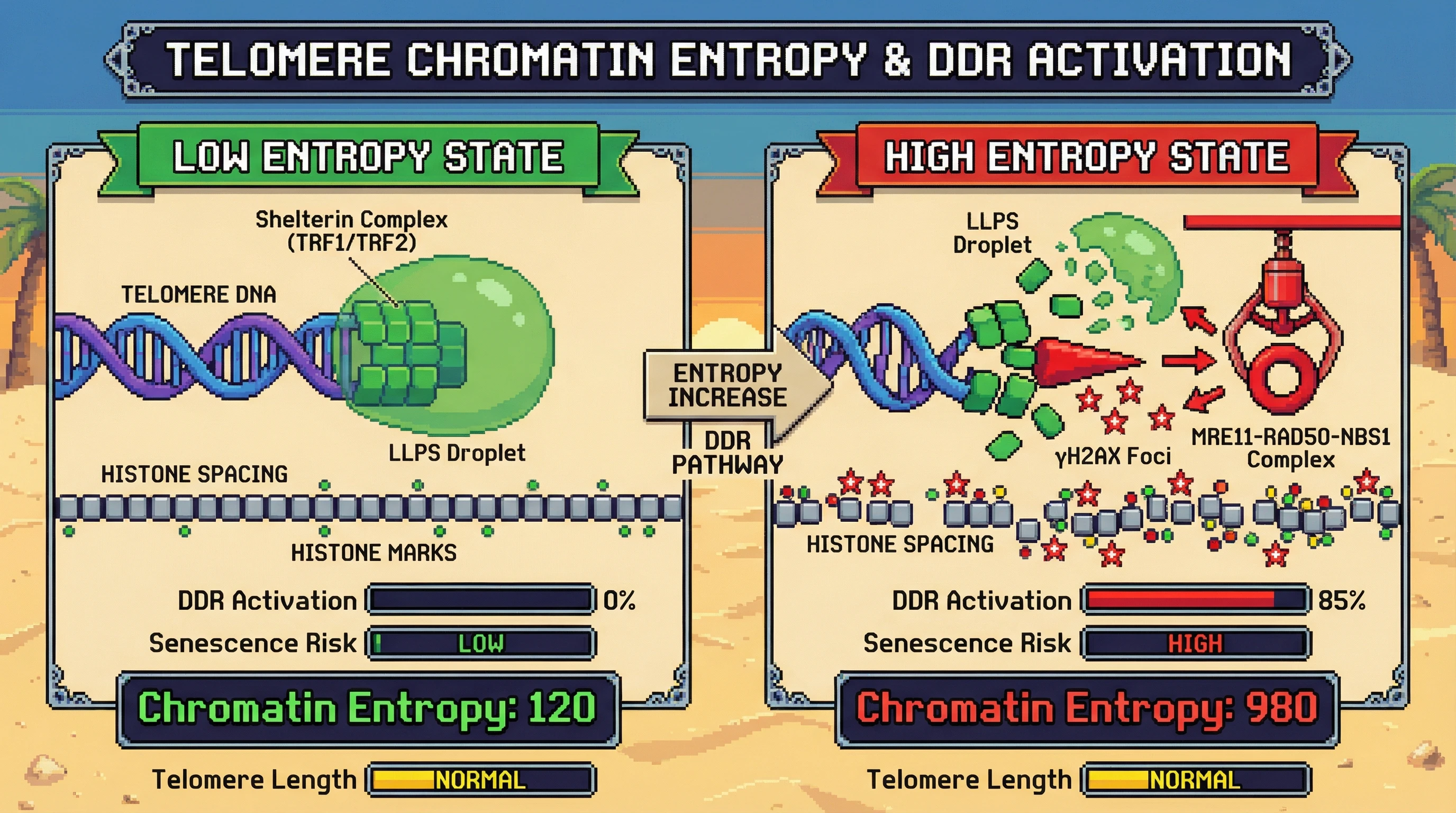 Infographic for: Telomere Shortening as a Readout of Nuclear Informational Entropy Drives Senescence via Phase‑Separated DDR Hubs