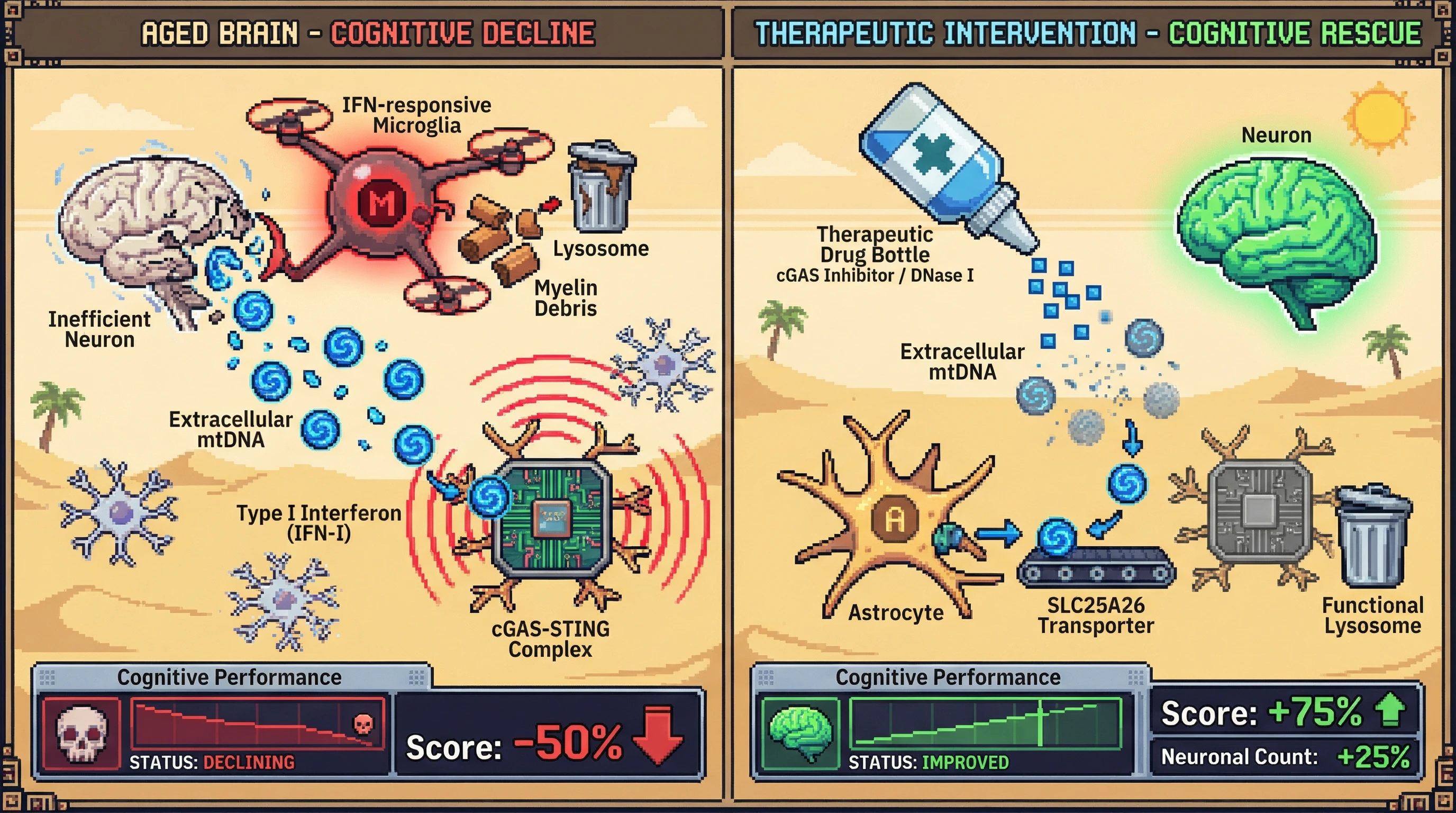 Infographic for: IFN-I-driven neuronal eviction amplifies cGAS-STING signaling via microglia-derived mitochondrial DNA, creating a self‑reinforcing loop of age‑related cognitive decline
