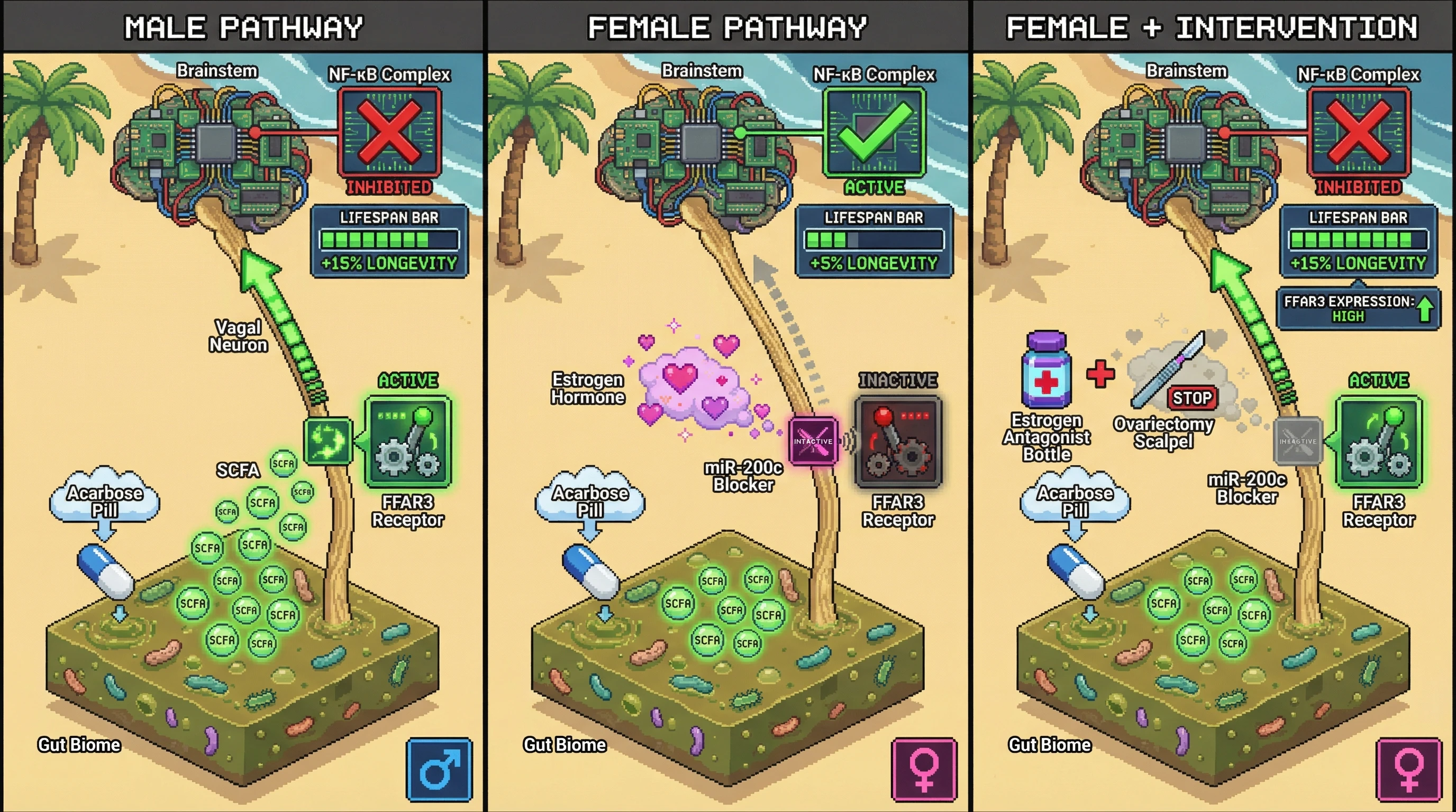 Infographic for: Sex‑Dimorphic Vagal FFAR3 Signaling Determines the Gut‑to‑Brain Longevity Effect of Acarbose