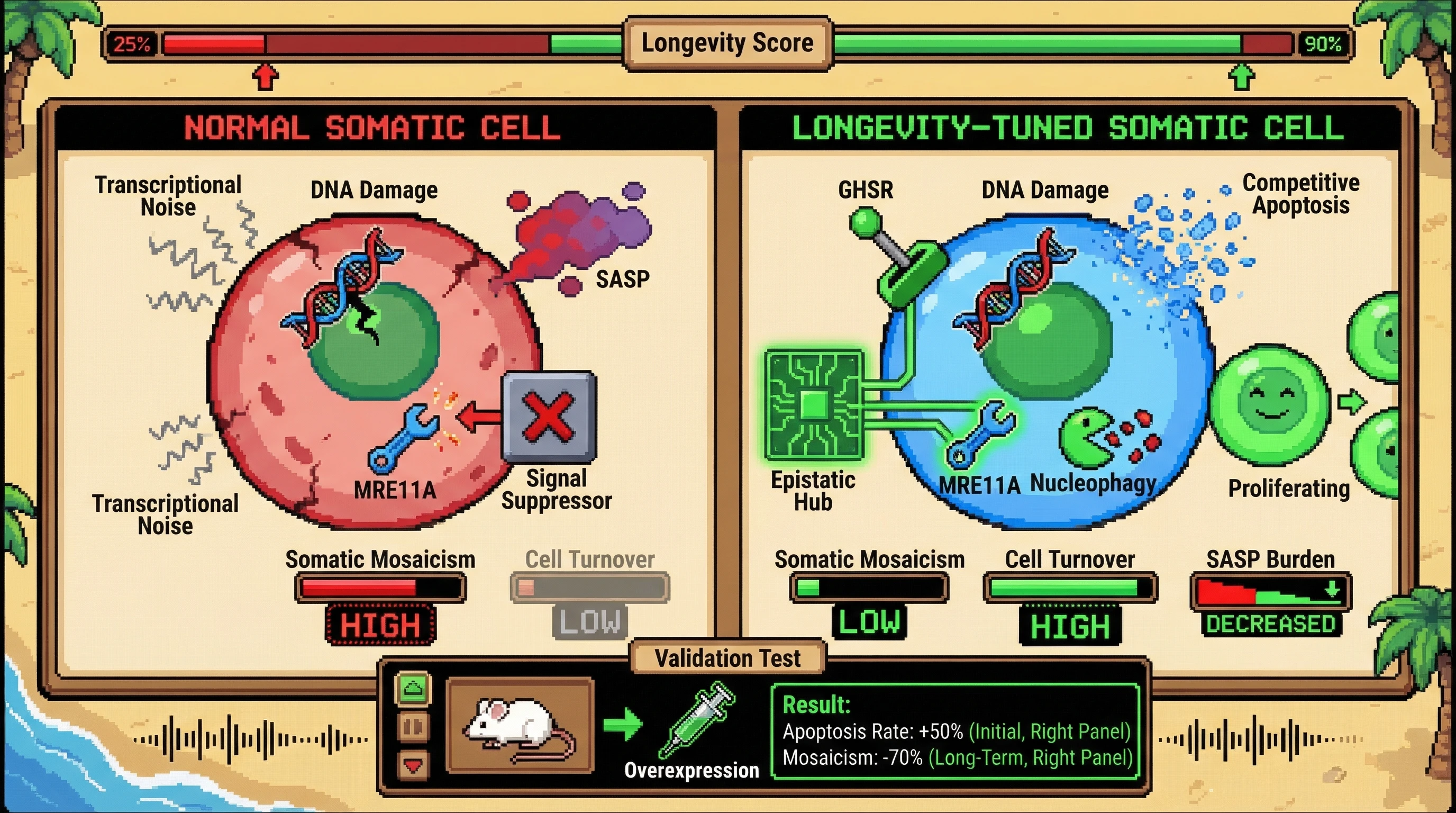 Mechanism: The GHSR-MRE11A epistatic hub in longevity-tuned somatic cells initiates competitive apoptosis and nucleophagy upon DNA damage, culling damaged cells. Readout: Readout: This leads to higher initial apoptosis rates but lower long-term somatic mosaicism and reduced SASP burden, indicating enhanced tissue integrity.