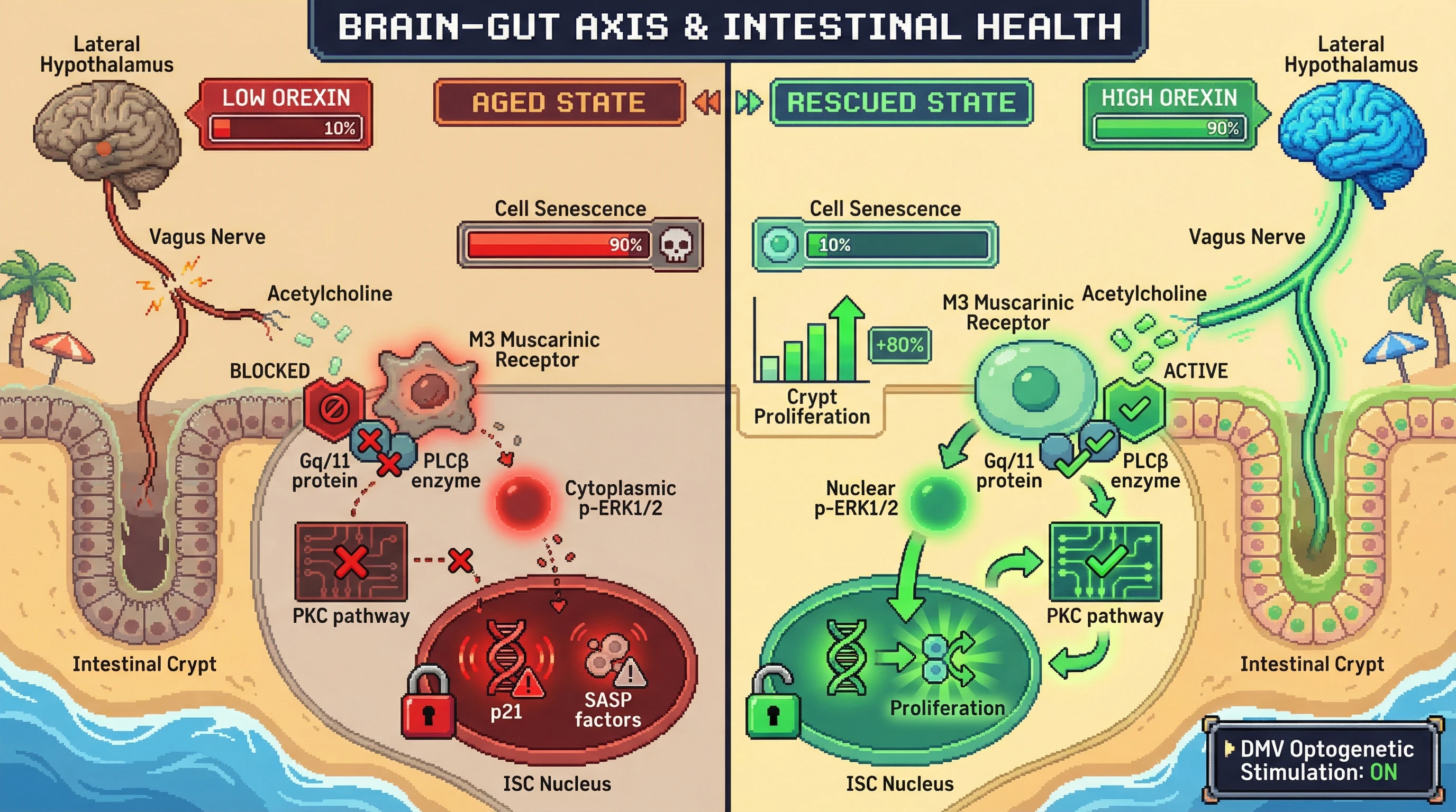 Mechanism: Robust vagal-orexin signaling activates M3 receptors on intestinal stem cells, promoting p-ERK1/2 nuclear import to suppress senescence. Readout: Readout: Optogenetic stimulation of the vagus nerve rescues nuclear p-ERK1/2 levels, decreases p21, and enhances crypt proliferation by 80%.