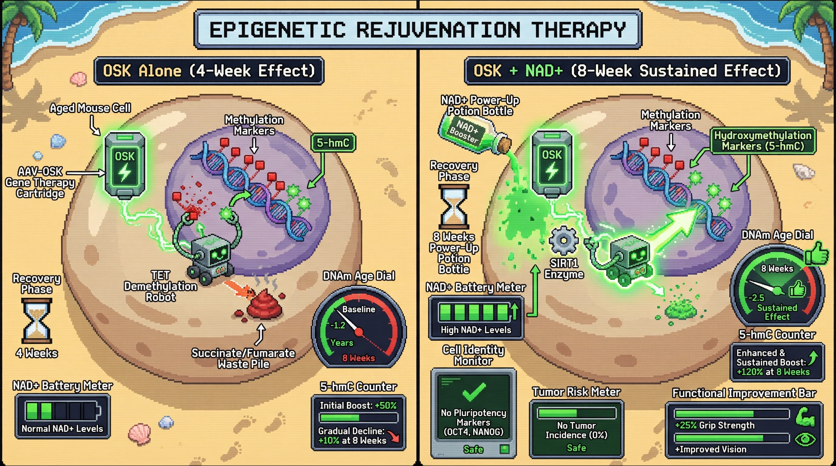 Mechanism: Transient OSK expression combined with NAD+ replenishment during recovery significantly boosts TET activity, leading to enhanced and sustained DNA demethylation. Readout: Readout: This synergistic approach reduces epigenetic age by -2.5 years, a greater and more persistent effect than OSK alone, without compromising cellular safety.