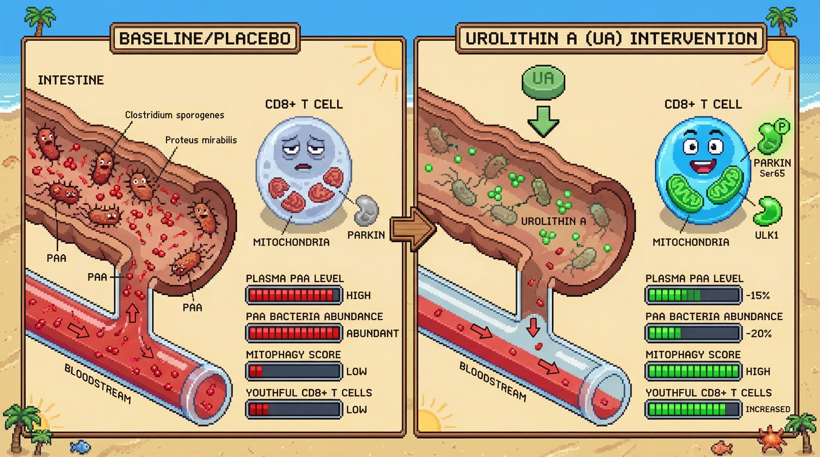 Mechanism: Urolithin A remodels the gut microbiome, decreasing PAA-producing bacteria and subsequently lowering circulating phenylacetic acid (PAA) levels. Readout: Readout: This leads to enhanced mitochondrial mitophagy in CD8+ T cells, increasing youthful immune cell frequency, with plasma PAA dropping by ≥15% and PAA-producing bacteria decreasing by ≥20%.