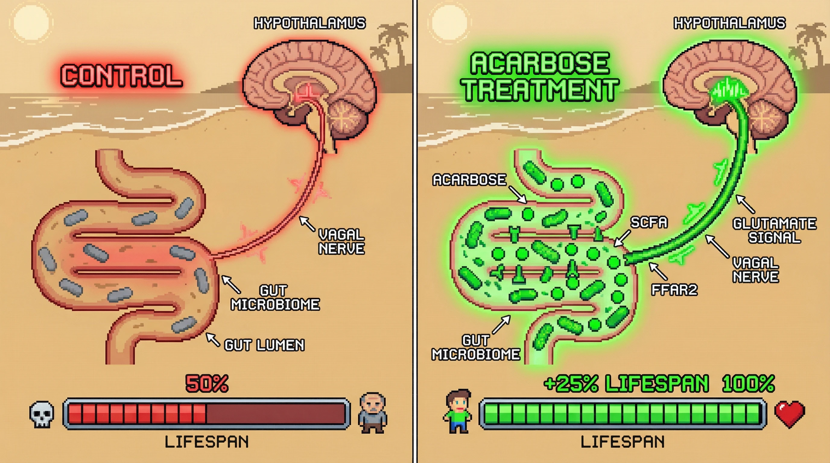 Infographic for: Acarbose Extends Male Lifespan via Gut‑Derived SCFA Activation of Vagal FFAR2‑Glutamate Signaling to the Hypothalamus