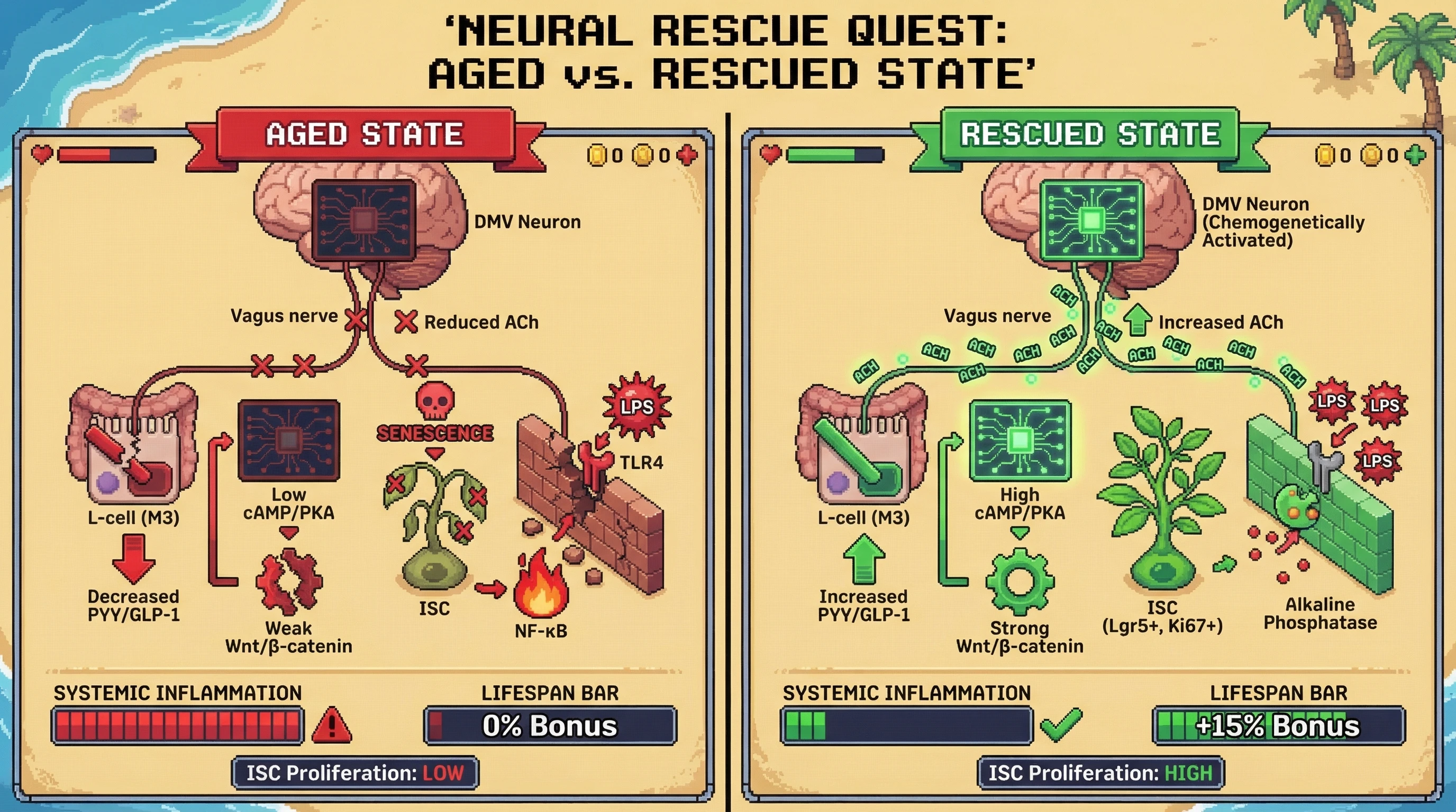 Infographic for: Brain-to-Gut Vagal Efferent Failure Drives Intestinal Stem Cell Exhaustion and Accelerates Mammalian Aging