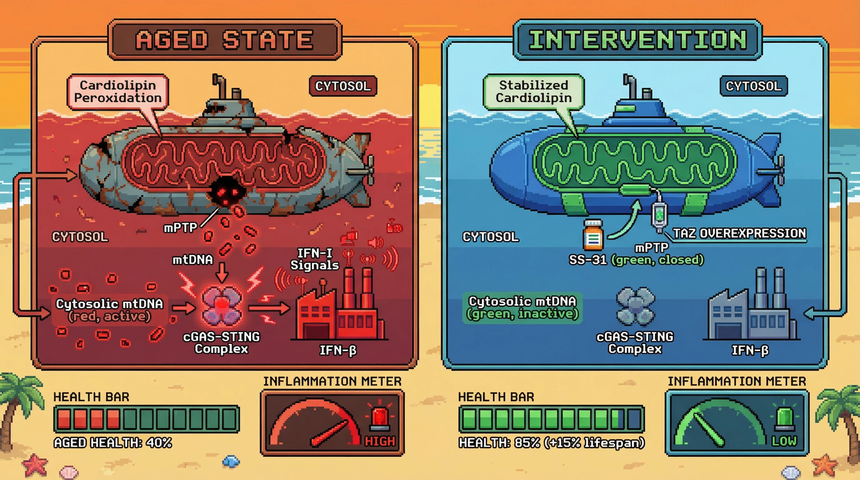 Infographic for: Preventing Cytosolic mtDNA Escape via Cardiolipin Stabilization Suppresses Chronic IFN‑I Signaling and Extends Healthspan