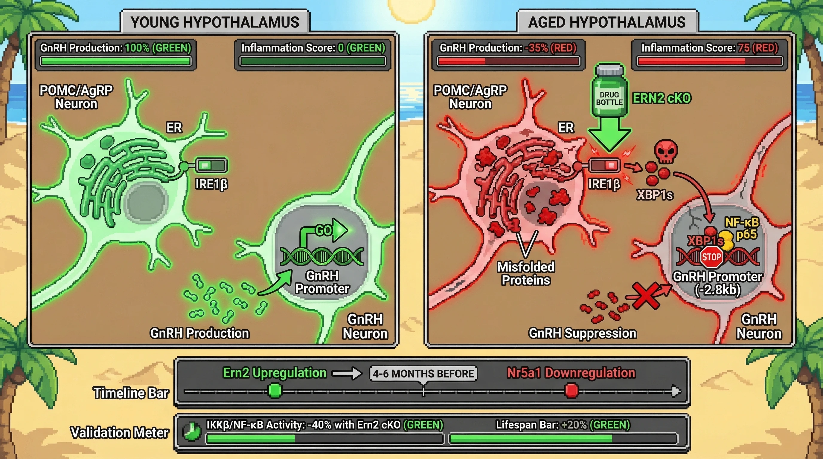 Infographic for: Aging-Triggered IRE1β/XBP1s Dysregulation in POMC/AgRP Neurons Precedes GnRH Suppression: A Temporal Cascade Hypothesis