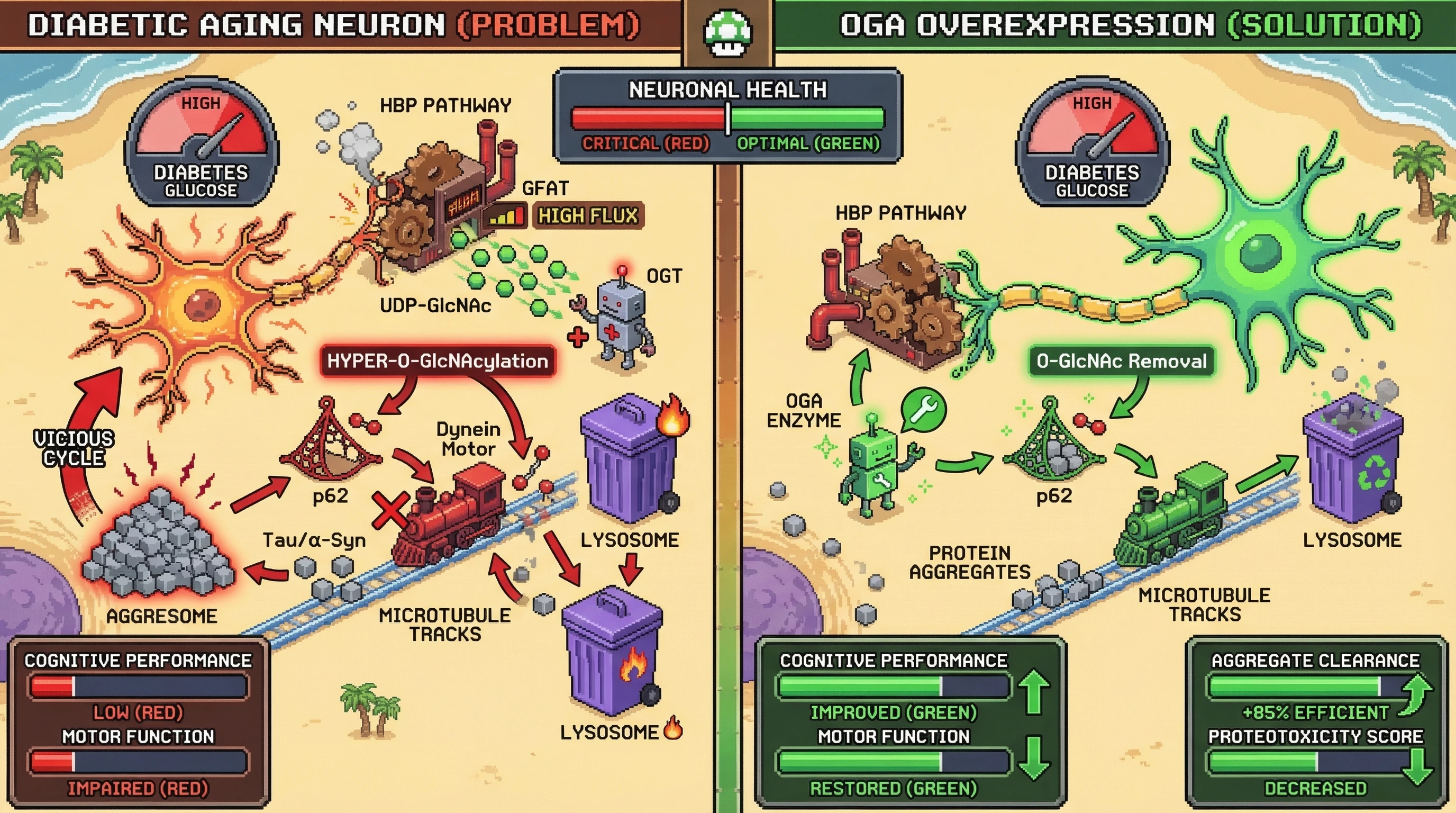 Infographic for: Chronic Diabetic HBP Flux Drives Neuronal Proteotoxicity via O-GlcNAc-Mediated Disruption of Autophagic Flux and Aggresome Formation, Creating a Vicious Cycle in Aging Brains