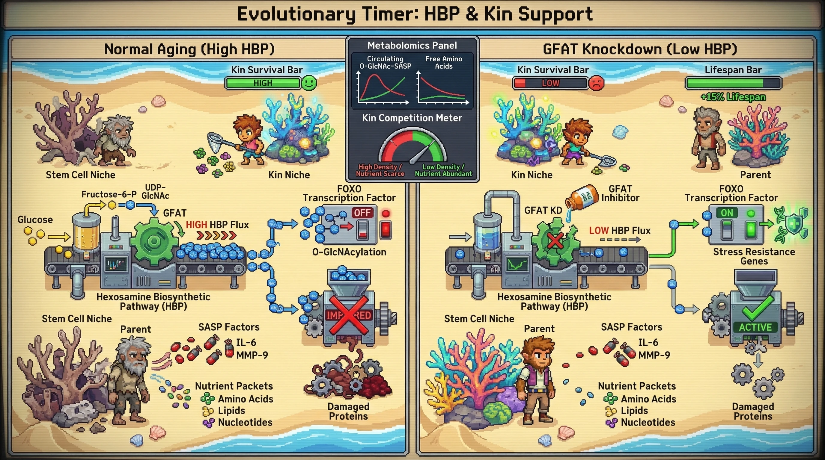 Mechanism: High HBP flux in aging leads to O-GlcNAcylation of FOXO and autophagy proteins, driving senescence and releasing nutrients for kin. Readout: Readout: Inhibiting HBP extends individual lifespan by ≥15% but reduces nutrient release for kin, impacting kin survival in resource-scarce environments.
