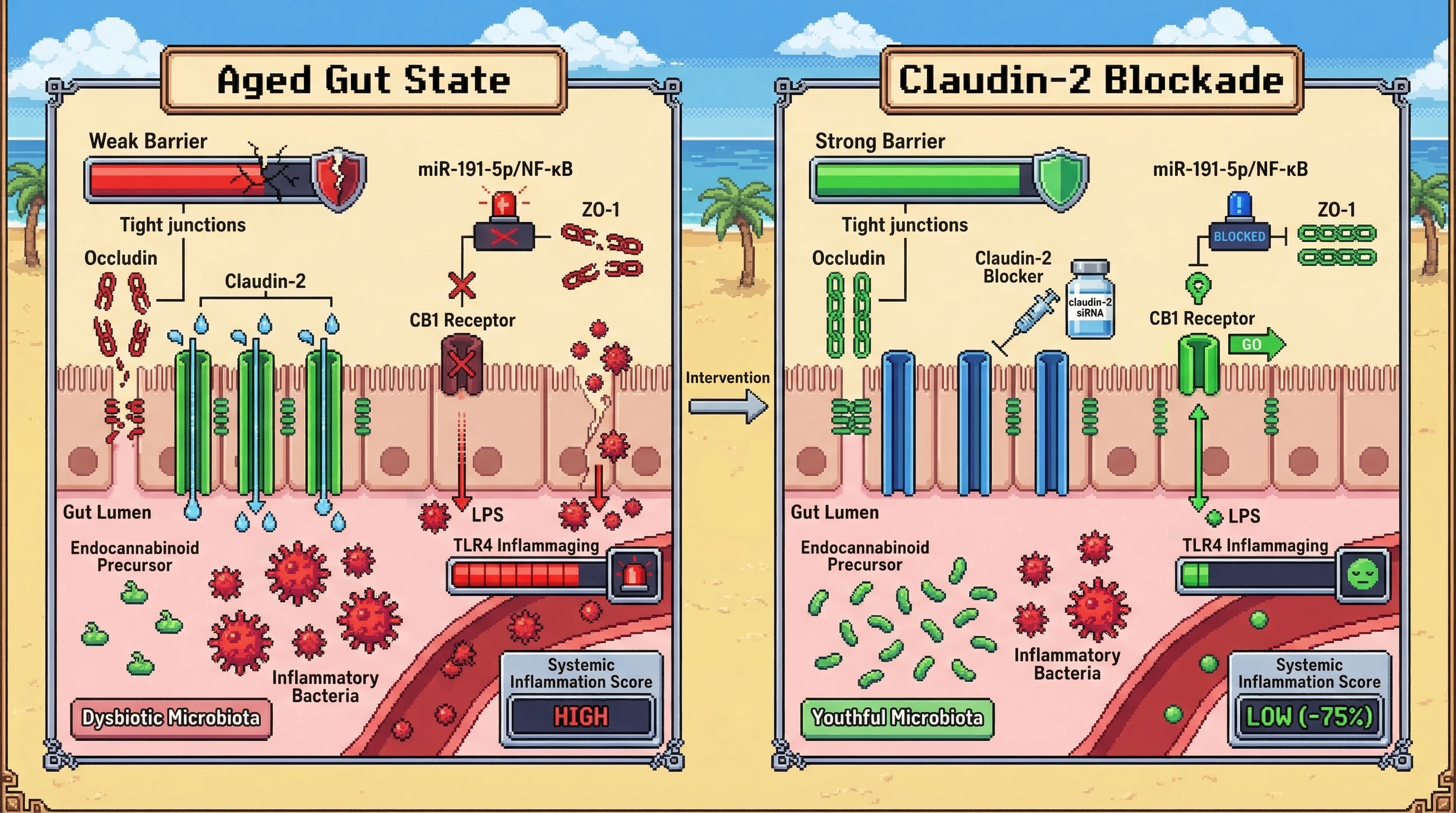Mechanism: Aging-induced occludin loss leads to increased claudin-2 water channels, driving dysbiotic microbiota and reduced CB1 signaling, which then exacerbates ZO-1 loss and systemic inflammaging. Readout: Readout: Claudin-2 blockade restores youthful microbiota, activates CB1, stabilizes ZO-1, and reduces systemic inflammation score by 75%.