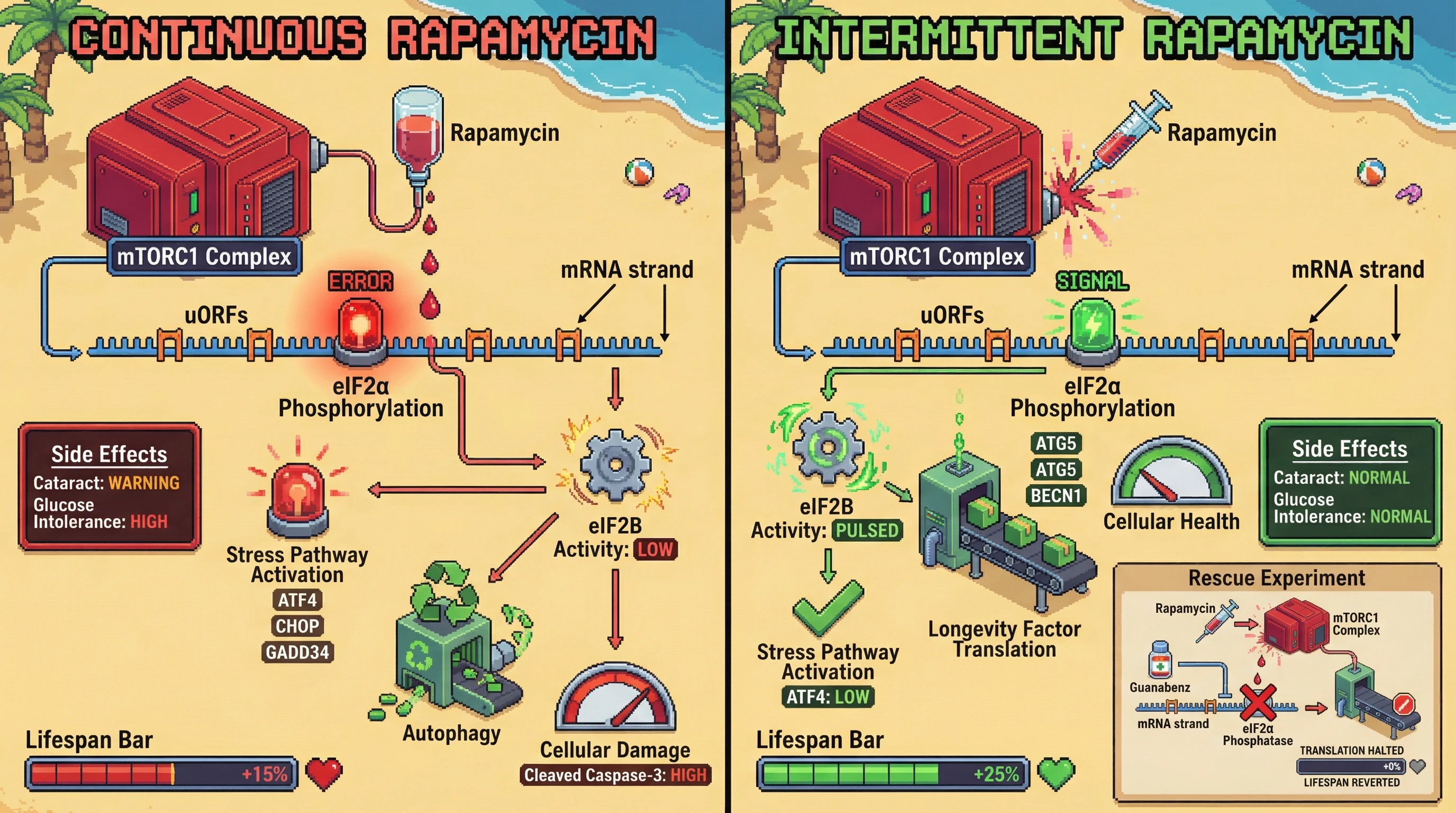Mechanism: Intermittent rapamycin selectively enhances uORF-mediated translation of longevity factors by transiently altering eIF2α phosphorylation, without activating broad stress pathways. Readout: Readout: This leads to increased autophagy and lifespan extension with significantly fewer side effects compared to continuous rapamycin.