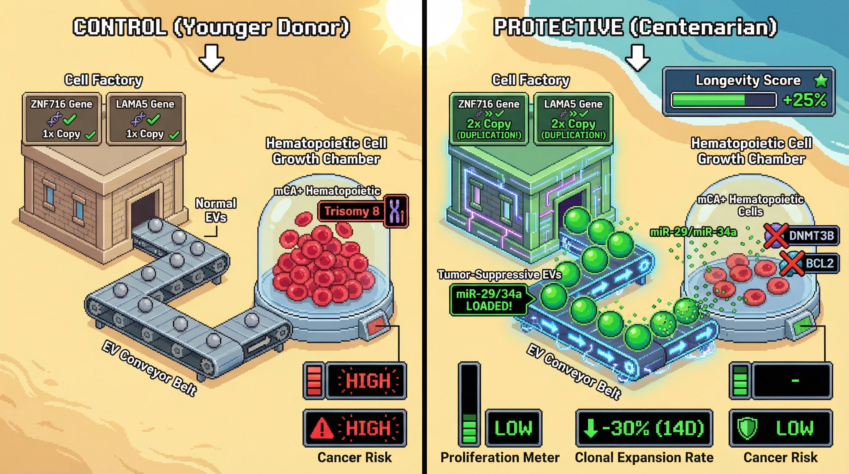 Infographic for: Longevity‑linked CNVs boost tumor‑suppressive extracellular vesicles that restrain hematopoietic mCA‑driven clonal expansion