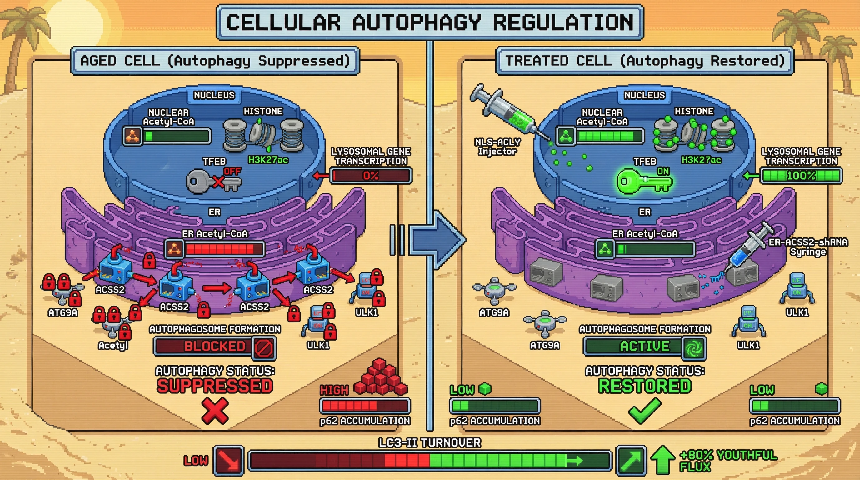 Mechanism: In aged cells, dual compartmental acetyl-CoA dysregulation suppresses autophagy via nuclear and ER pathways. Readout: Readout: Combined NLS-ACLY and ER-ACSS2-shRNA treatment restores nuclear transcription and ER protein function, increasing LC3-II turnover by 80% and reducing p62 accumulation.