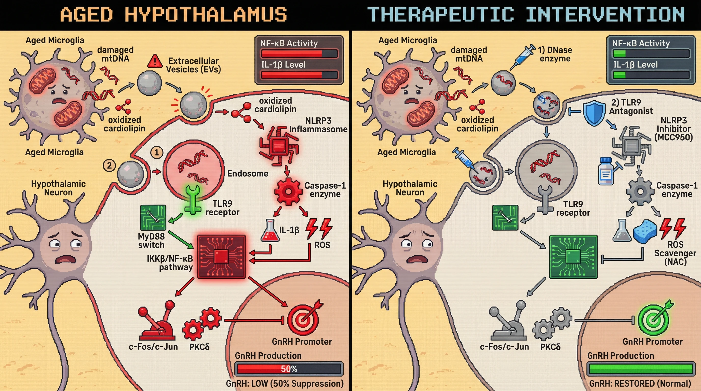 Mechanism: Aged microglia release extracellular vesicles containing damaged mitochondrial DNA and oxidized cardiolipin, which activate neuronal TLR9 and NLRP3 inflammasome, respectively, leading to IKKβ/NF-κB activation and GnRH suppression. Readout: Readout: This mechanism decreases GnRH production by 50% and increases NF-κB activity, both of which are restored by inhibiting TLR9 or NLRP3, or scavenging ROS.