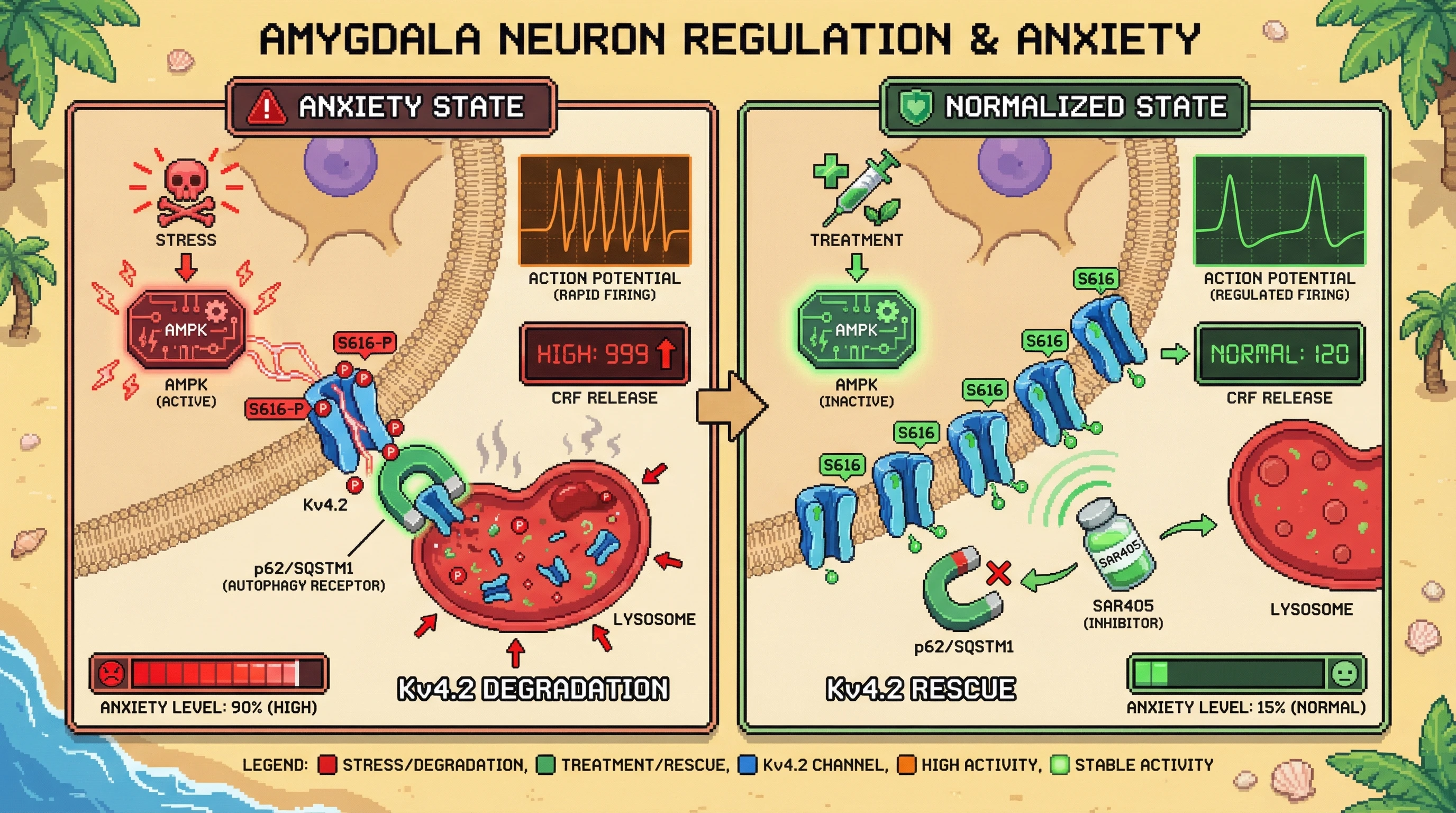 Infographic for: Amygdala CRF neuron autophagy degrades Kv4.2 potassium channels to lock anxiety circuits in a hyperexcitable state