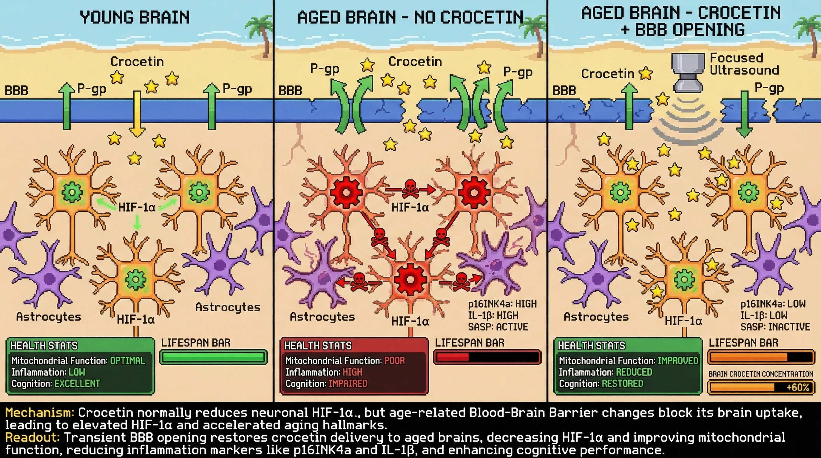 Infographic for: HIF-1α as a Developmental Switch Governing the Hallmarks of Aging: A Testable Model Linking Crocetin Modulation, BBB Transport, and Age-Dependent Rewiring