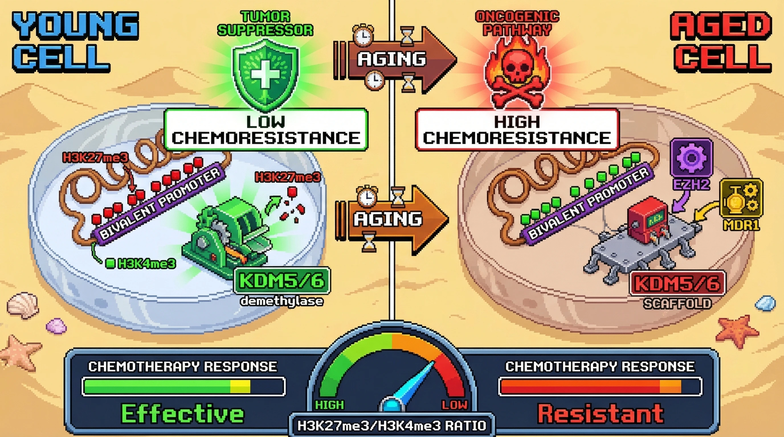 Mechanism: Aging shifts the H3K27me3/H3K4me3 ratio at bivalent promoters, converting KDM5/6 enzymes from tumor suppressors to promoters of chemoresistance by altering their function from demethylase to scaffolding. Readout: Readout: Young cells show effective chemotherapy response, while aged cells exhibit high chemoresistance due to this epigenetic switch.