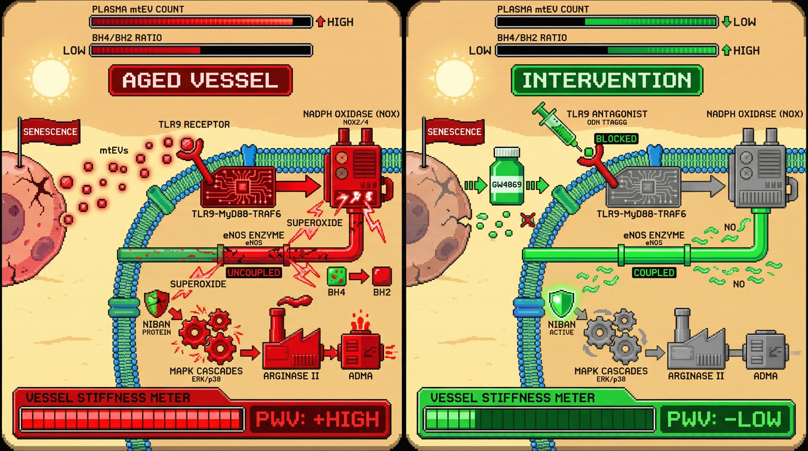 Infographic for: Mitochondrial-derived extracellular vesicles amplify endothelial NOS uncoupling via TLR9‑NADPH oxidase cross‑talk, driving arterial stiffness independent of classical oxidative stress