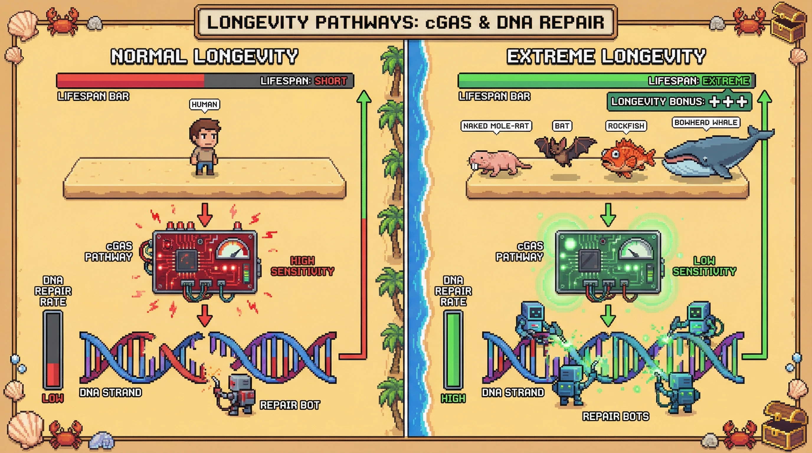 This infographic illustrates the hypothesis that an attenuated cGAS pathway, observed in long-lived species, enhances DNA repair and consequently extends lifespan compared to species with normal cGAS activity.