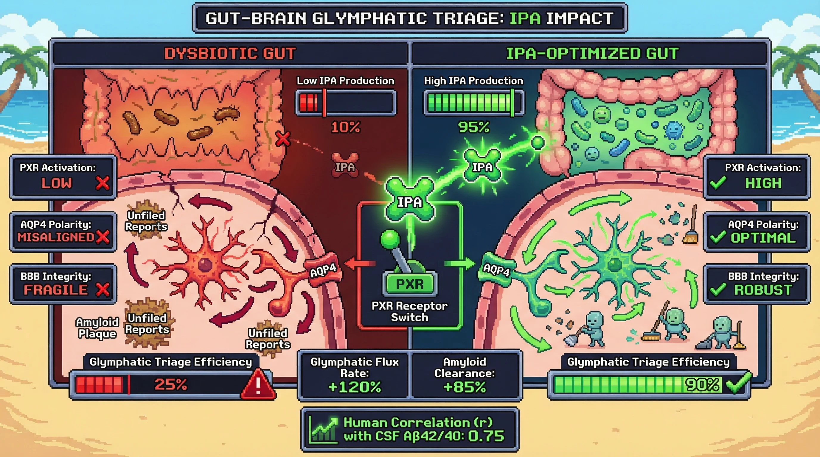 Mechanism: Indole-3-Propionic Acid (IPA) from a healthy gut activates neuronal PXR, which optimizes AQP4 polarization and BBB integrity, enhancing glymphatic flux. Readout: Readout: This leads to significantly improved amyloid clearance and a strong positive correlation (r=0.75) with CSF Aβ42/40 ratios.