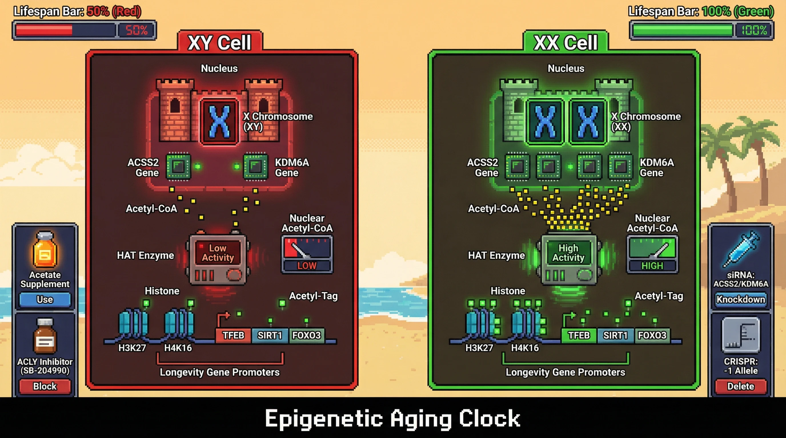 Mechanism: Higher X chromosome dosage in XX cells leads to increased expression of ACSS2 and KDM6A, boosting nuclear acetyl-CoA and histone acetylation at longevity gene promoters. Readout: Readout: This metabolic-epigenetic coupling results in higher longevity gene activity and an extended lifespan compared to XY cells.