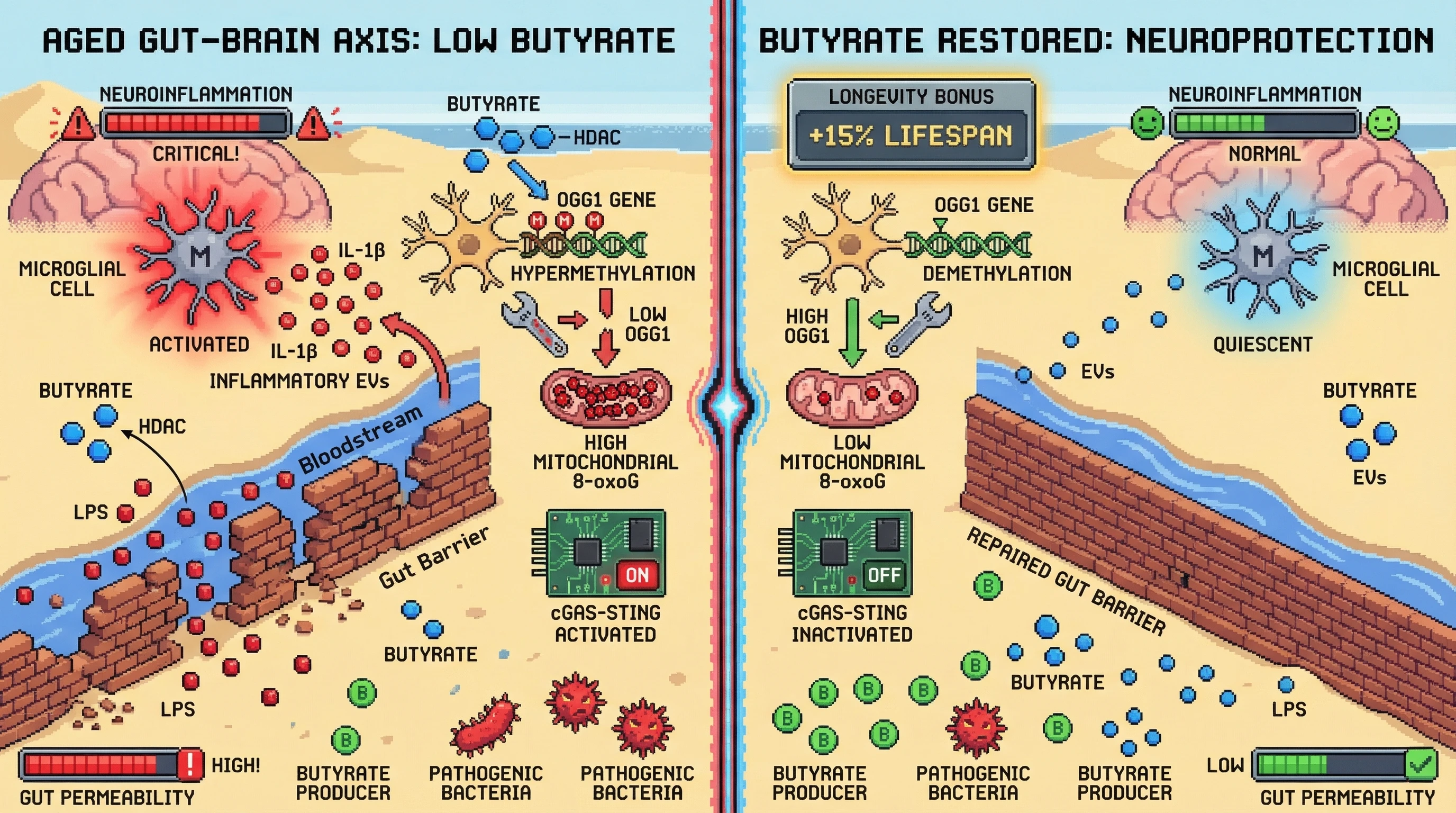 Infographic for: Microbial Butyrate Deficiency Drives Neuronal OGG1 Silencing via HDAC‑Dependent Promoter Hypermethylation, Initiating a Gut‑Brain Feed‑Forward Loop of 8‑oxoG‑Mediated Neuroinflammation