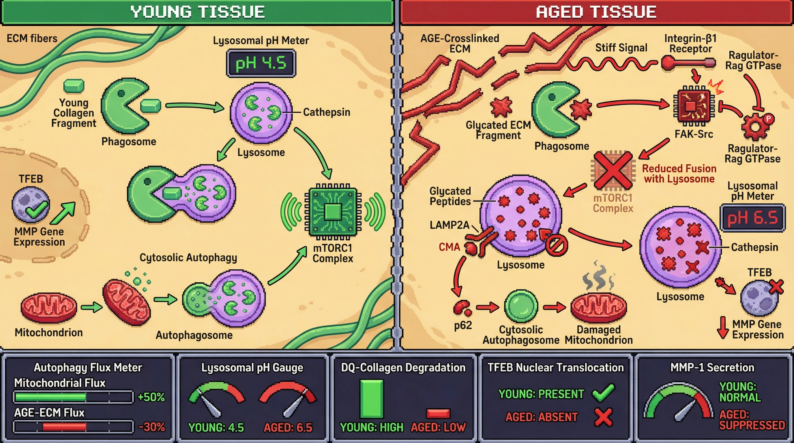 Mechanism: Aged tissues develop stiff, glycated ECM, causing autophagy to selectively deprioritize the clearance of phagocytosed AGE-modified ECM fragments while prioritizing cytosolic waste. Readout: Readout: This shift results in higher lysosomal pH, reduced DQ-collagen degradation, suppressed TFEB nuclear translocation, and decreased MMP-1 secretion.