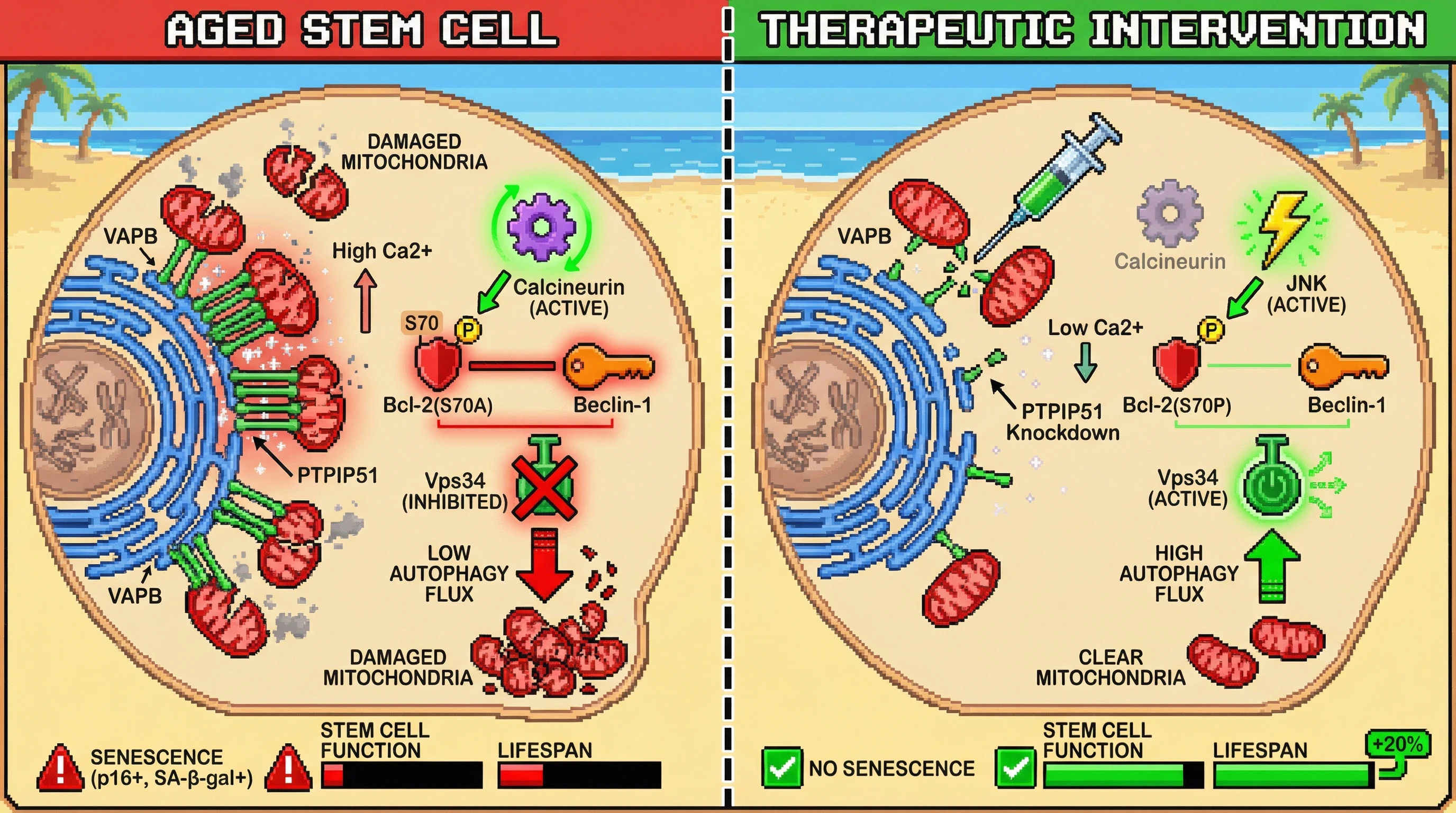 Mechanism: High ER-mitochondria tethering in aged stem cells promotes Bcl-2/Beclin-1 binding via calcineurin, suppressing autophagy. Readout: Readout: Disrupting these tethers activates JNK, reduces Bcl-2/Beclin-1 affinity, boosts autophagy, reduces senescence, and extends lifespan by 20%.