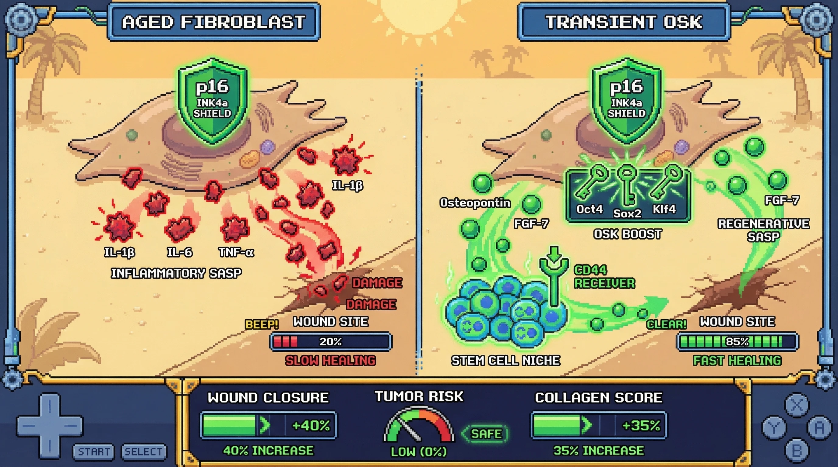 Infographic for: TransientOSK Reprogramming Preserves Tumor‑Suppressive Senescence While Restoring Regenerative SASP to Enhance Wound Healing