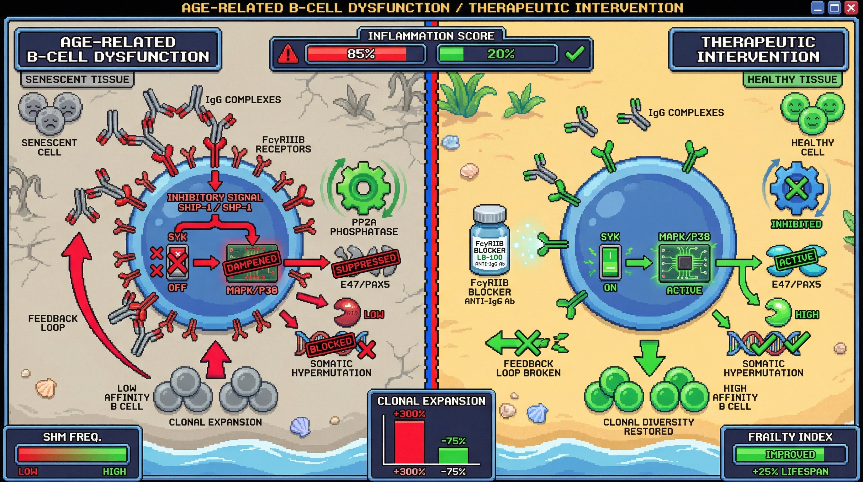 Infographic for: IgG‑FcγRIIB‑PP2A feedback loop drives age‑related B‑cell repertoire contraction