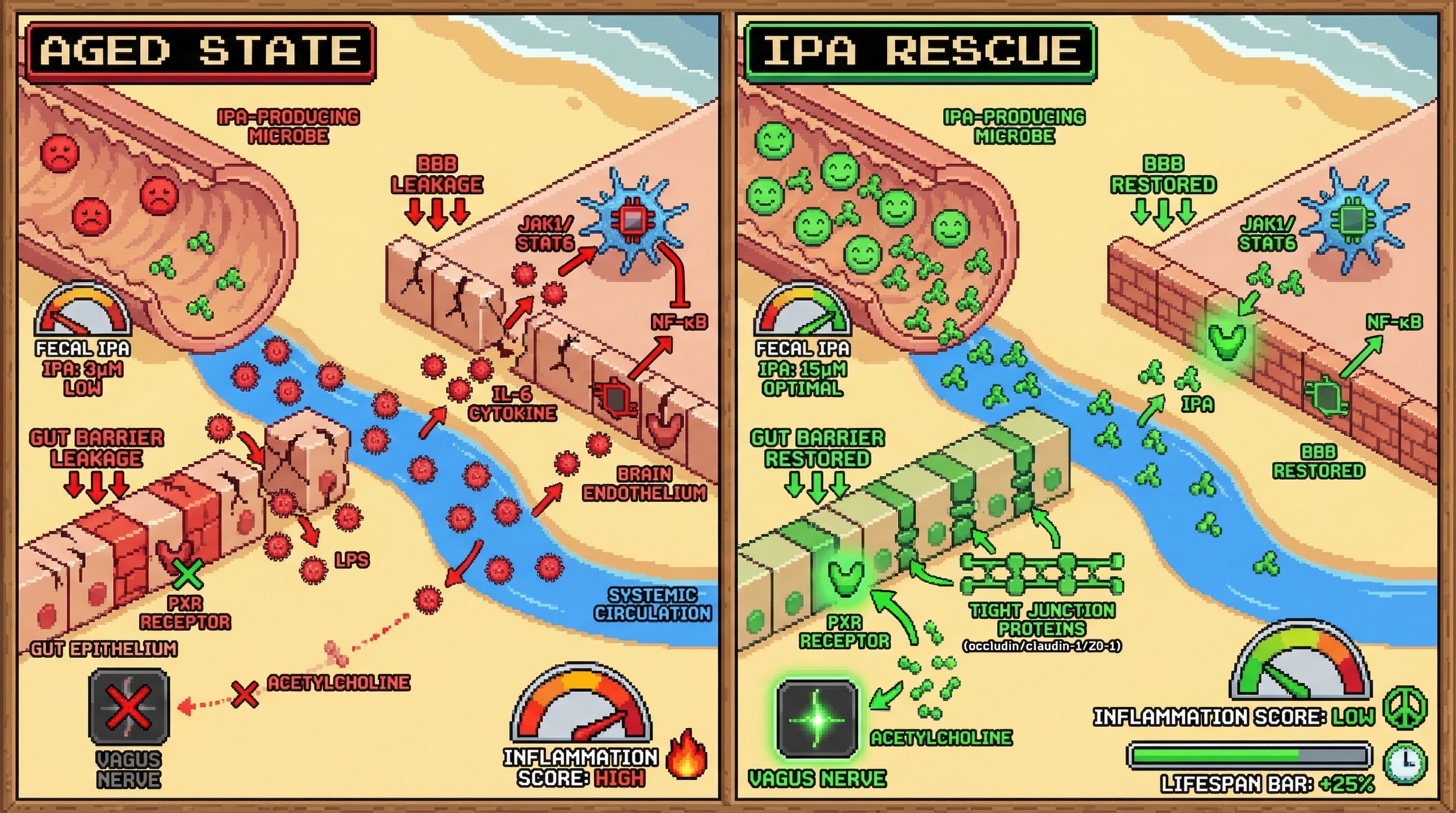 Infographic for: Microbiota-derived IPA deficit initiates a bidirectional gut‑brain barrier decline through tissue‑specific PXR loss and JAK/STAT6‑mediated inflammation