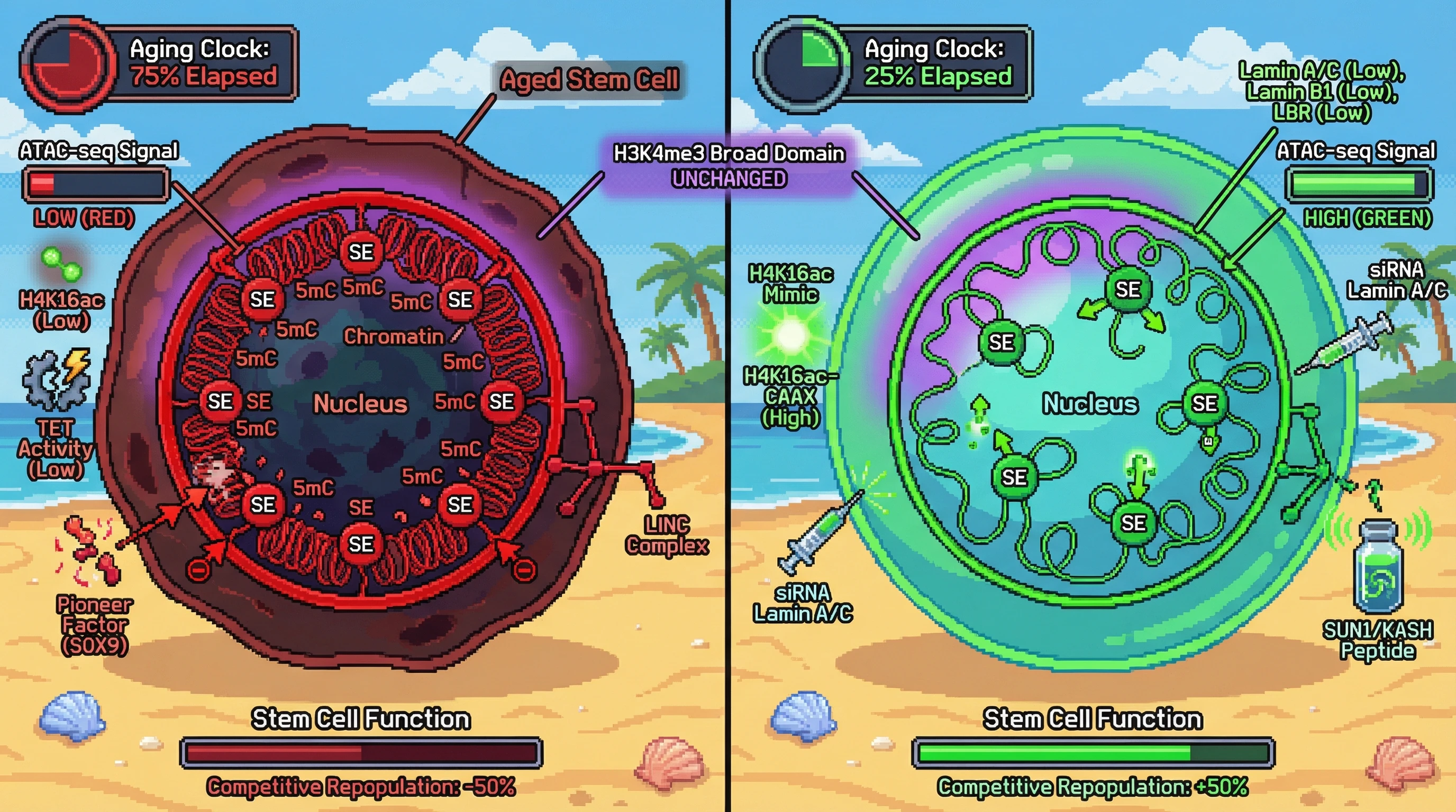 Infographic for: Nuclear Periphery Tethering of Super-Enhancers Drives Paradoxical Chromatin Accessibility Erosion in Aging Stem Cells