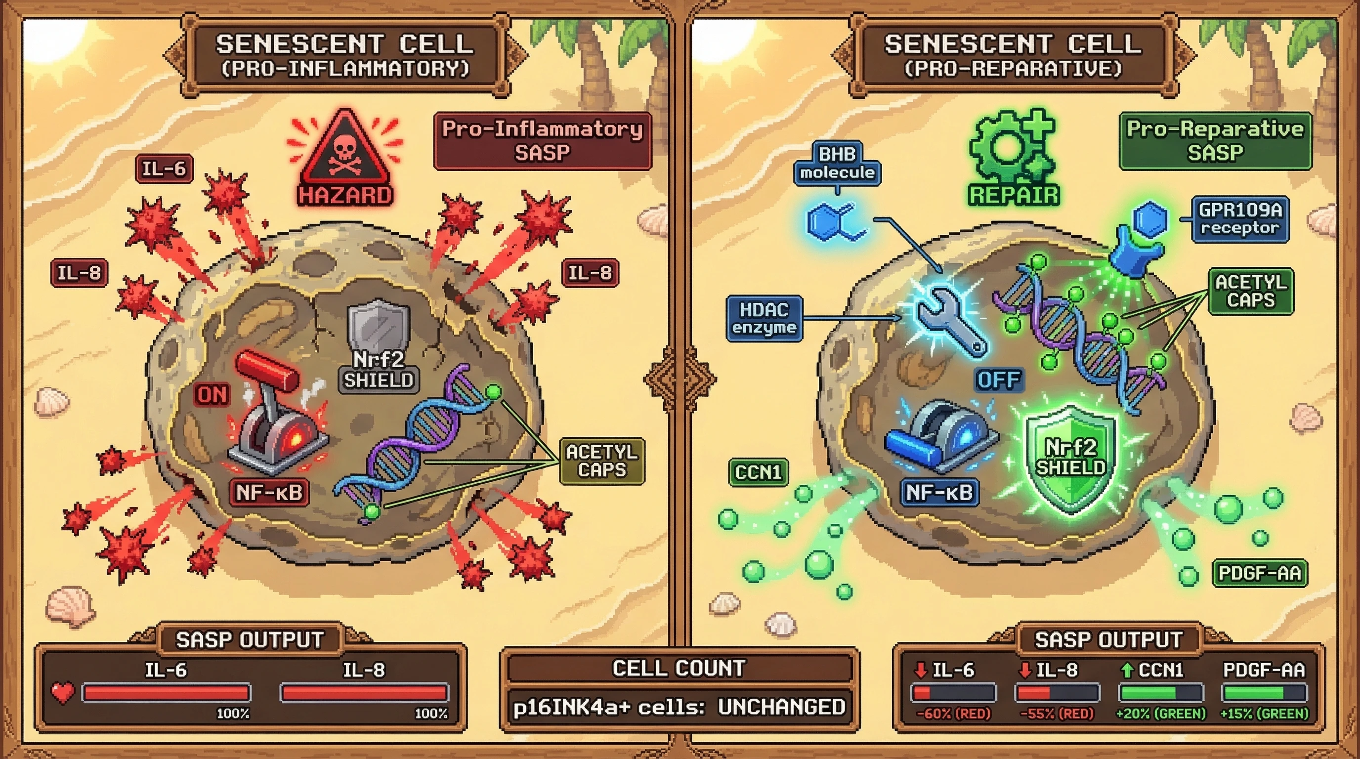 Infographic for: Metabolic State as SASP Rheostat: β-Hydroxybutyrate May Switch Senescent Cells From Pro-Inflammatory 'Hostage' to Pro-Repair 'Mediator' Rather Than Driving Clearance