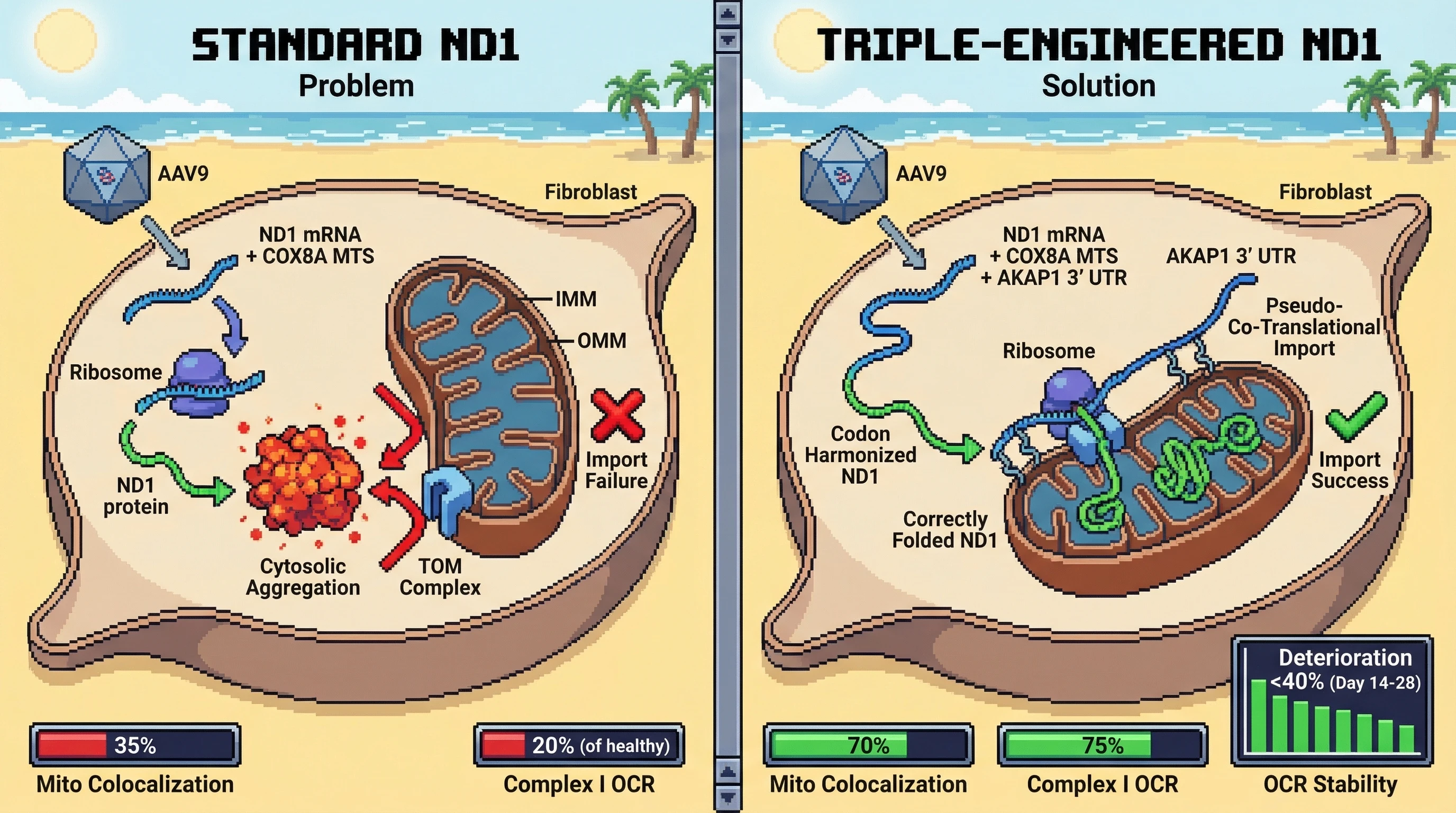 Mechanism: A triple-engineered AAV9-ND1 construct, featuring codon harmonization, COX8A MTS, and AKAP1 3′ UTR, enables pseudo-co-translational import of ND1 by localizing its mRNA to the outer mitochondrial membrane, preventing cytosolic aggregation. Readout: Readout: This strategy increases mitochondrial ND1 colocalization to over 70% and boosts Complex I-dependent oxygen consumption rate by more than 50% compared to untreated cells.