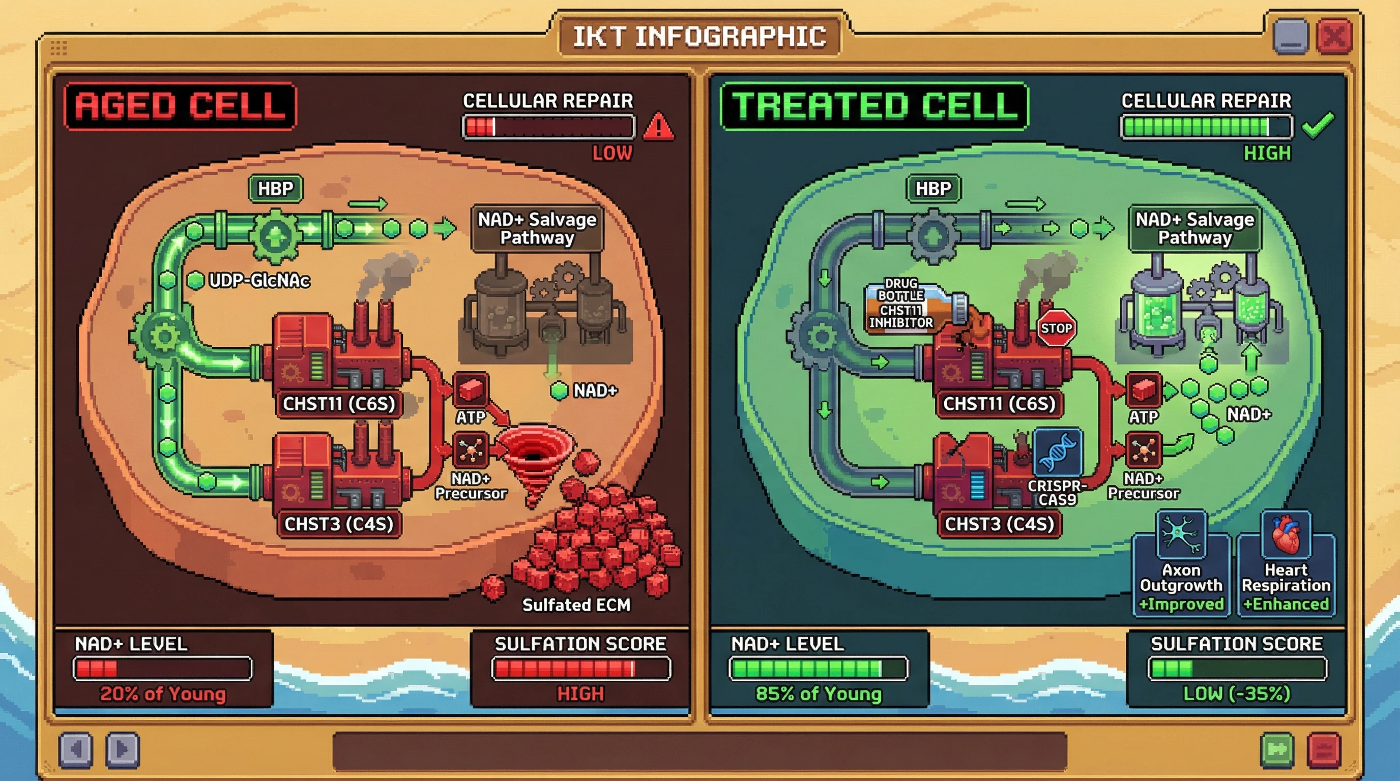 Infographic for: ECM sulfation as a metabolic sink that drives age‑associated NAD+ decline