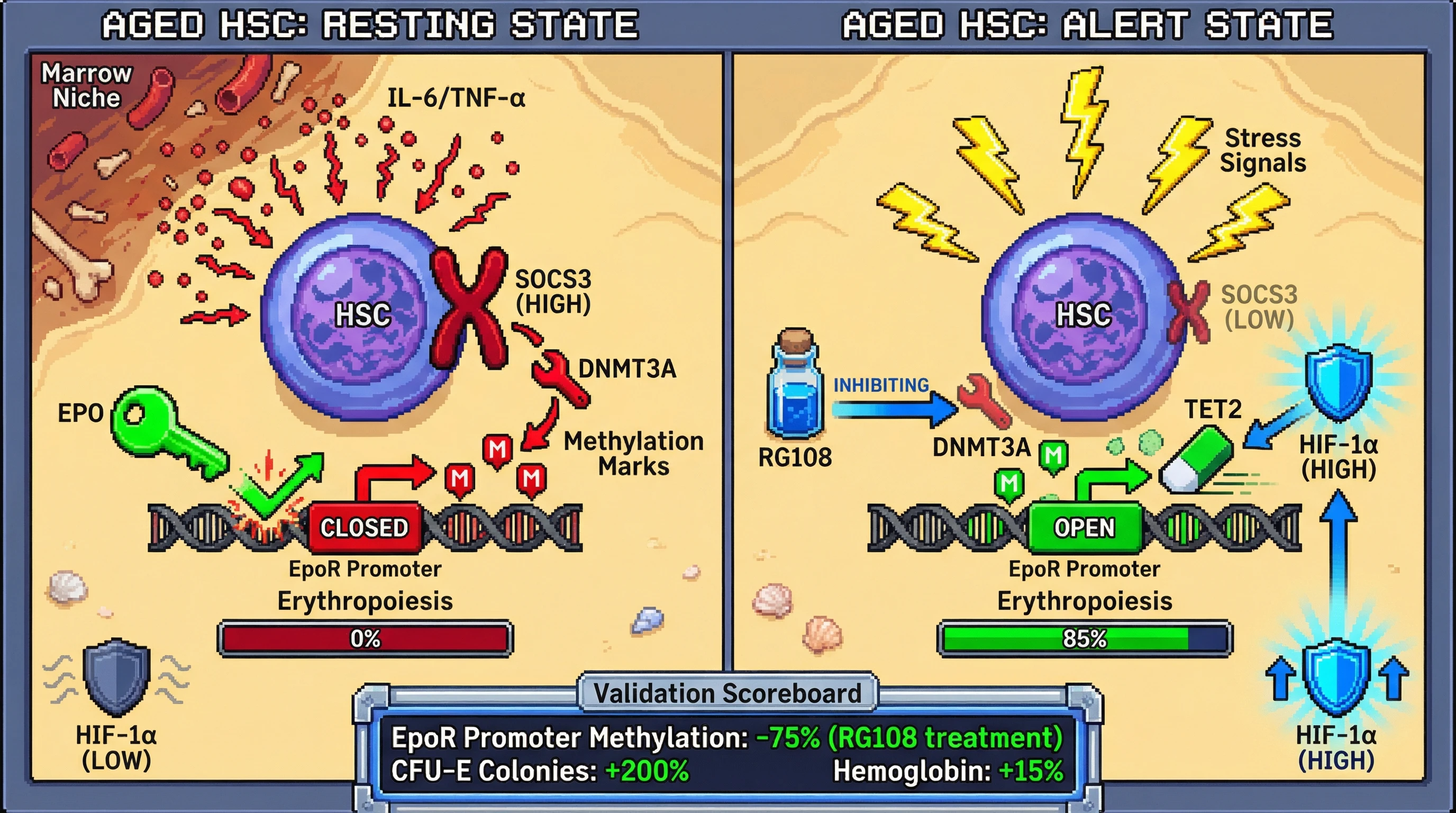 Infographic for: Threat-Gated Erythropoietic Rescue: A Bistable SOCS3/HIF-1α Switch Governs Stress-Independent EPO Sensitivity in Aged HSCs