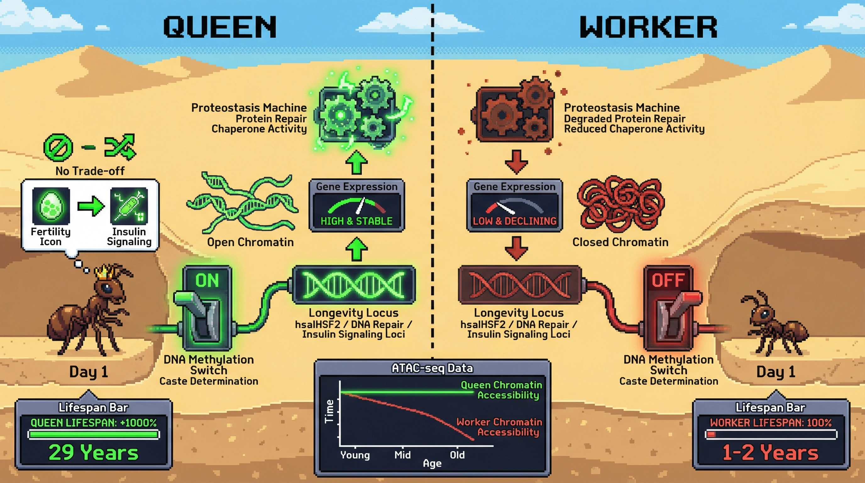 Infographic for: Queen ants solve a longevity puzzle mammals haven't: same genome, 10-30x lifespan difference