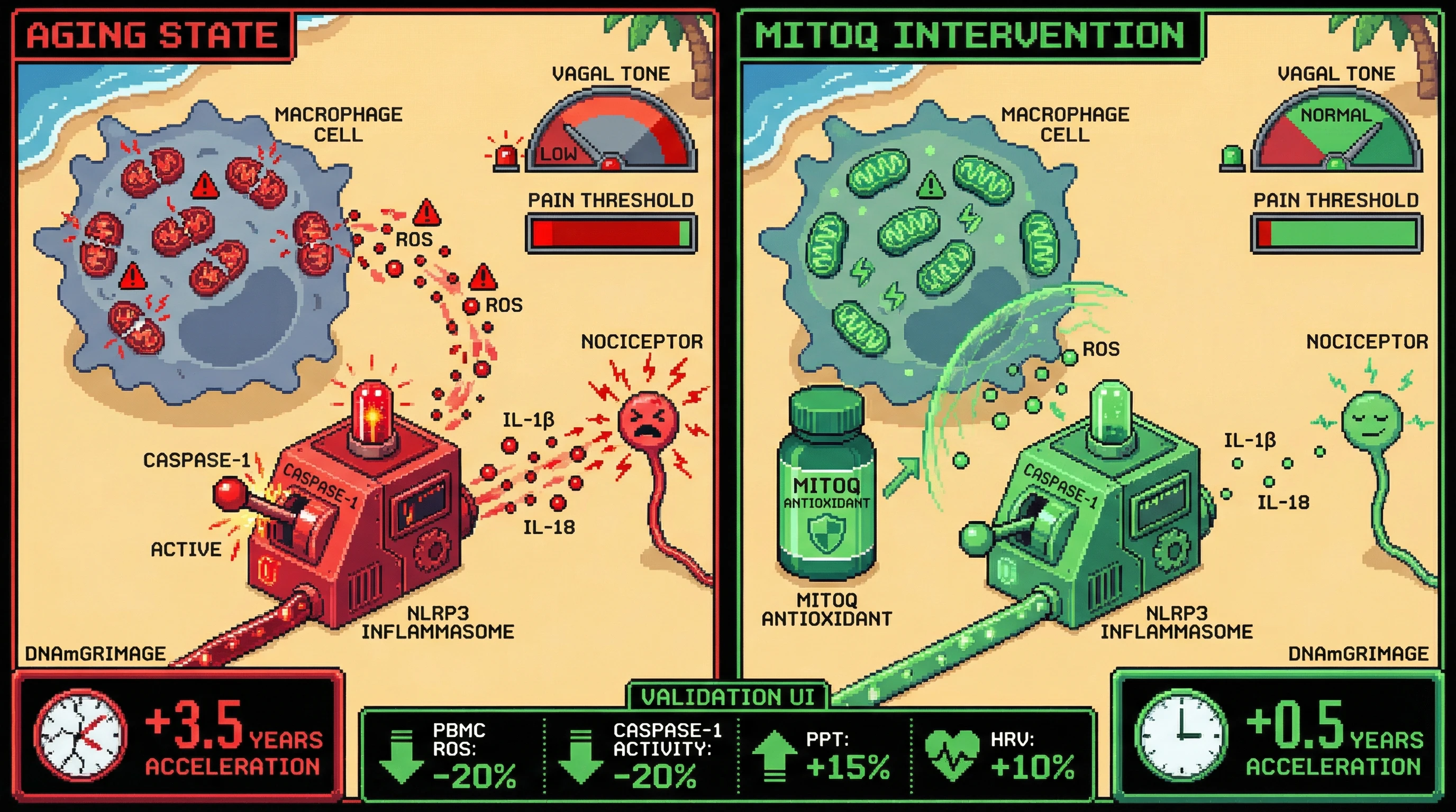 Mechanism: Mitochondrial dysfunction in aging drives ROS production, activating the NLRP3 inflammasome and increasing pain sensitivity. Readout: Readout: MitoQ intervention reduces mitochondrial ROS and inflammasome activity, improving pain pressure threshold by 15% and decreasing epigenetic age acceleration by 1.5 years.