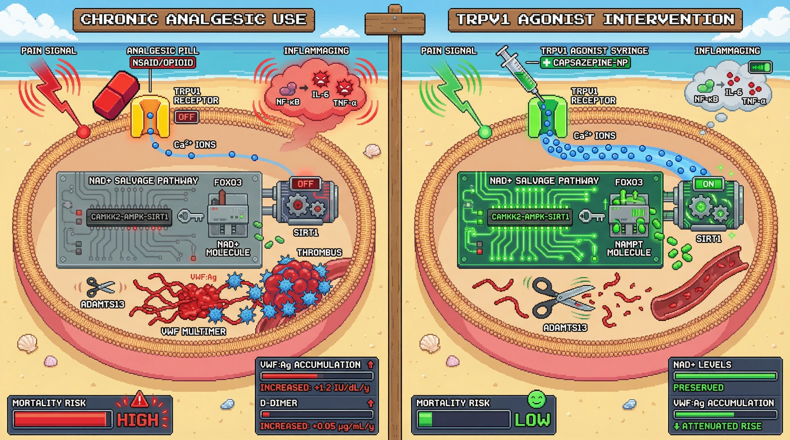 Mechanism: Chronic analgesic use dampens pain signals, reducing TRPV1-mediated NAD+ salvage and ADAMTS13 activity, leading to VWF accumulation and inflammaging. Readout: Readout: TRPV1 agonism preserves NAD+ levels and attenuates the rise in prothrombotic markers VWF:Ag and D-dimer, reducing mortality risk.