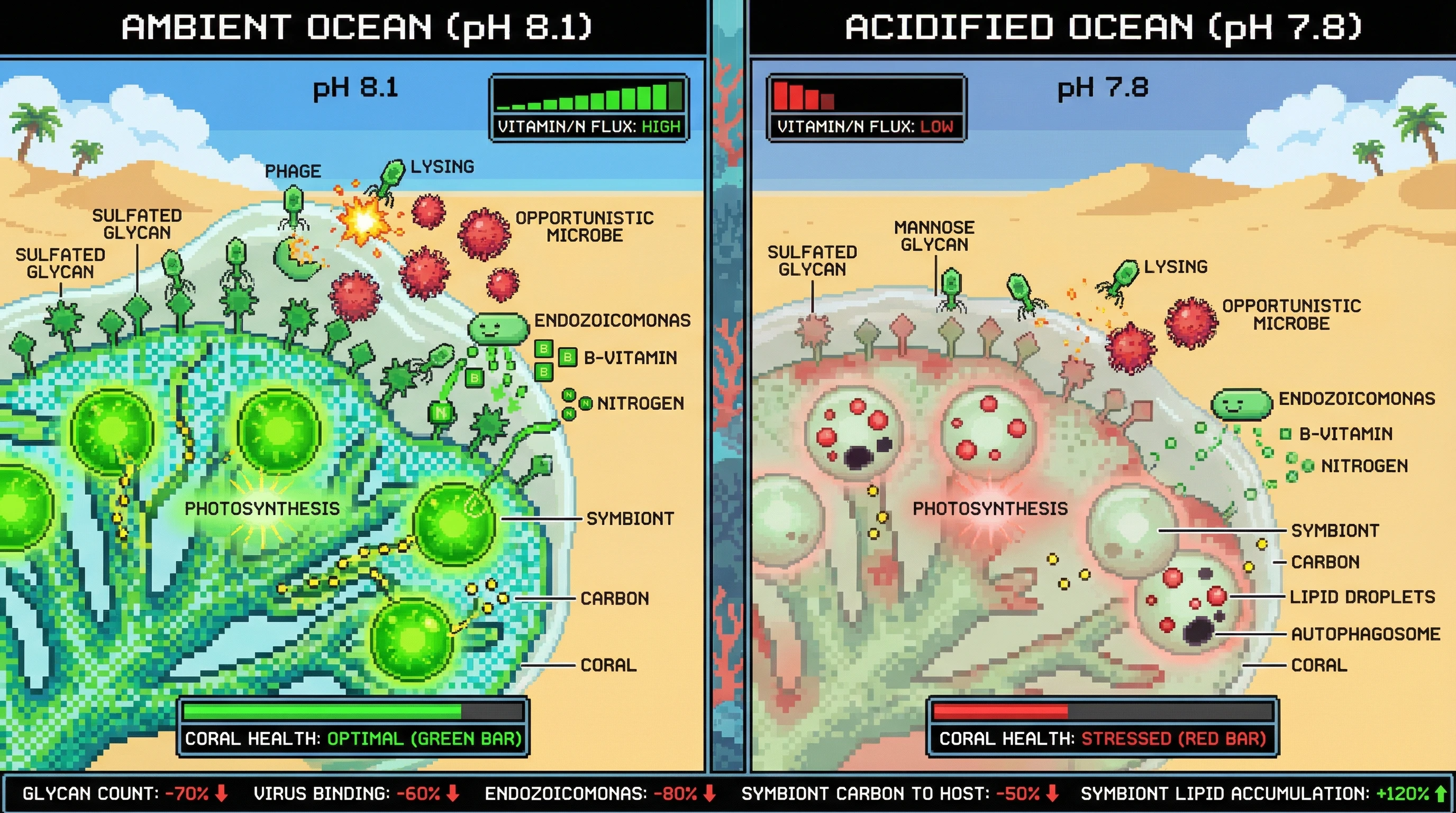 Infographic for: Ocean acidification alters coral mucus glycome, shifting virus‑bacteria symbiont interactions toward parasitic Symbiodiniaceae dynamics
