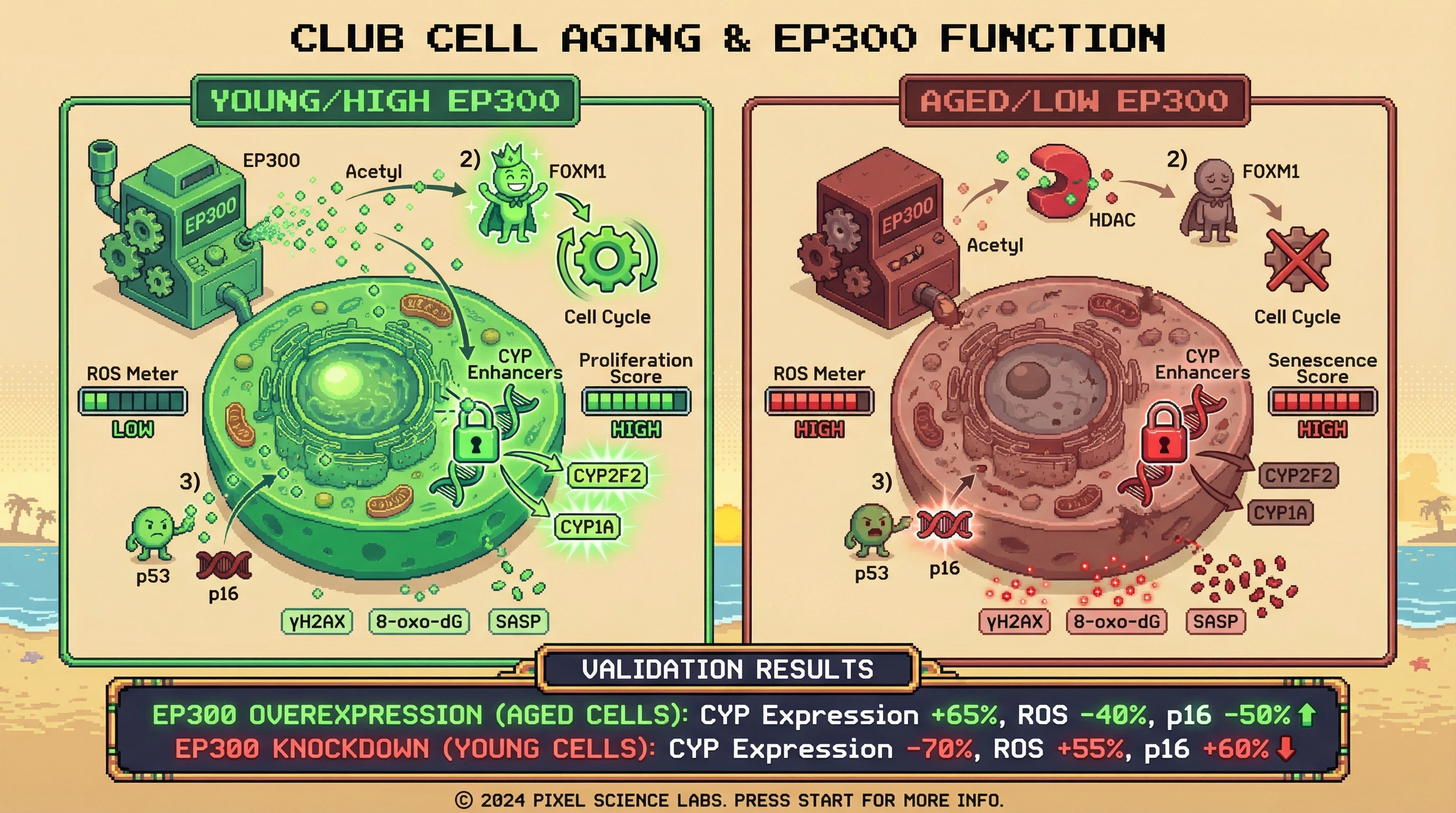 Mechanism: EP300 acts as an epigenetic switch in club cells, promoting detoxification and proliferation when active, and senescence when inactive. Readout: Readout: EP300 overexpression in aged cells restores CYP expression and reduces oxidative damage, while EP300 knockdown in young cells induces premature senescence markers.