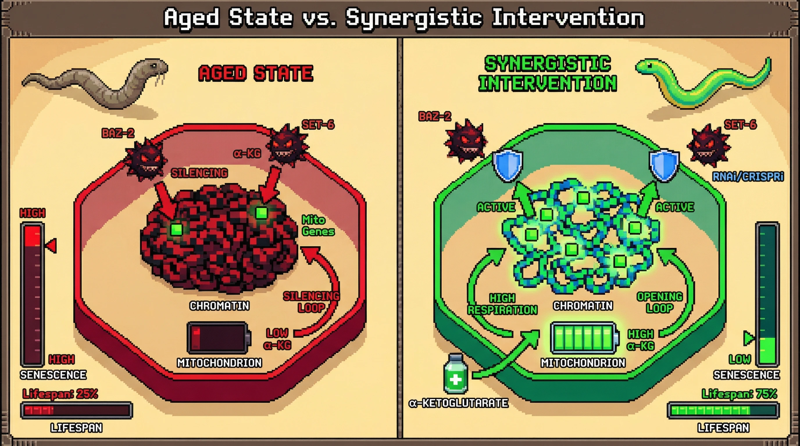 Mechanism: The infographic illustrates how targeting epigenetic silencers BAZ-2/SET-6 and supplementing α-ketoglutarate synergistically breaks an age-related feedback loop. Readout: Readout: This combined intervention restores mitochondrial respiration, reduces senescence markers, and significantly extends the lifespan bar from 25% to 75%.