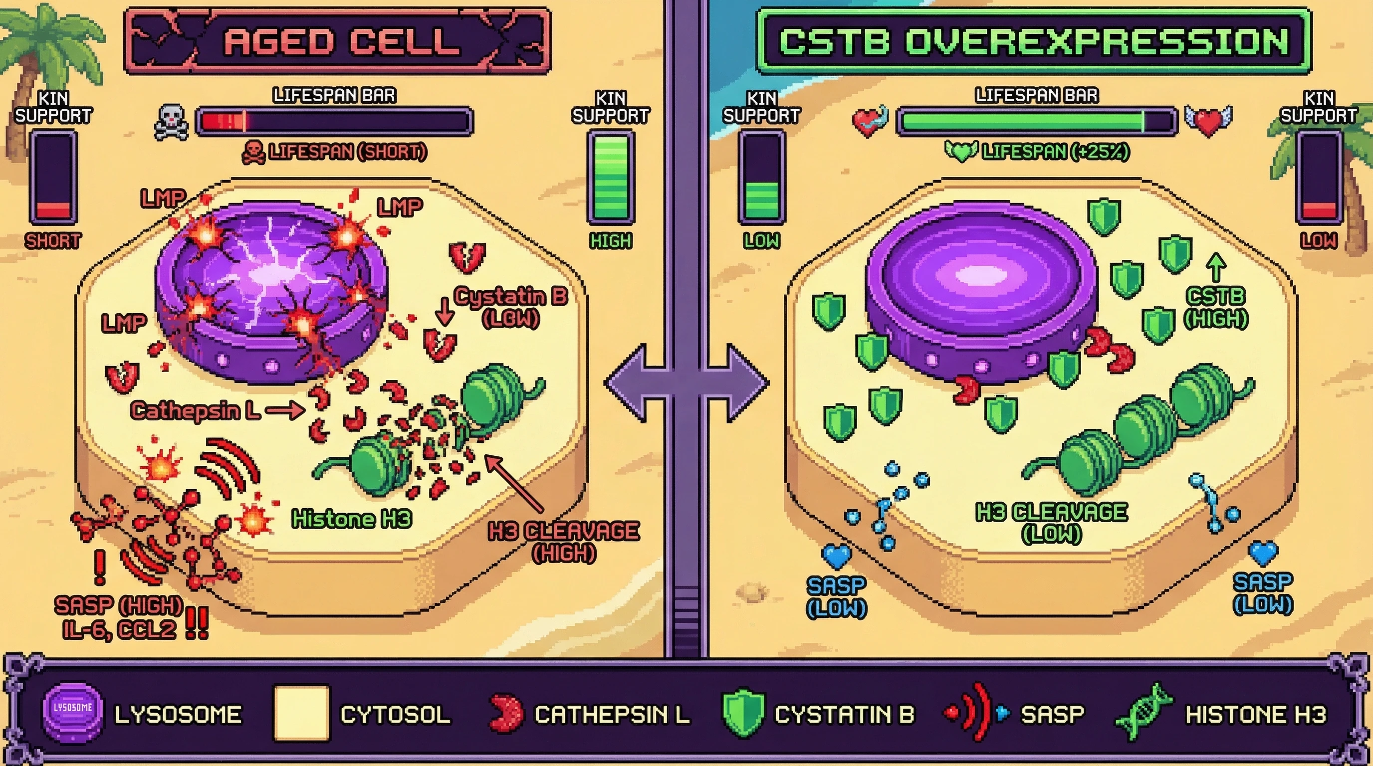 Mechanism: Age-related decline in Cystatin B allows lysosomal Cathepsin L leakage, driving Histone H3 cleavage and a high SASP output. Readout: Readout: Overexpressing Cystatin B reduces Cathepsin L activity and SASP, extending lifespan by 25% while decreasing kin support.
