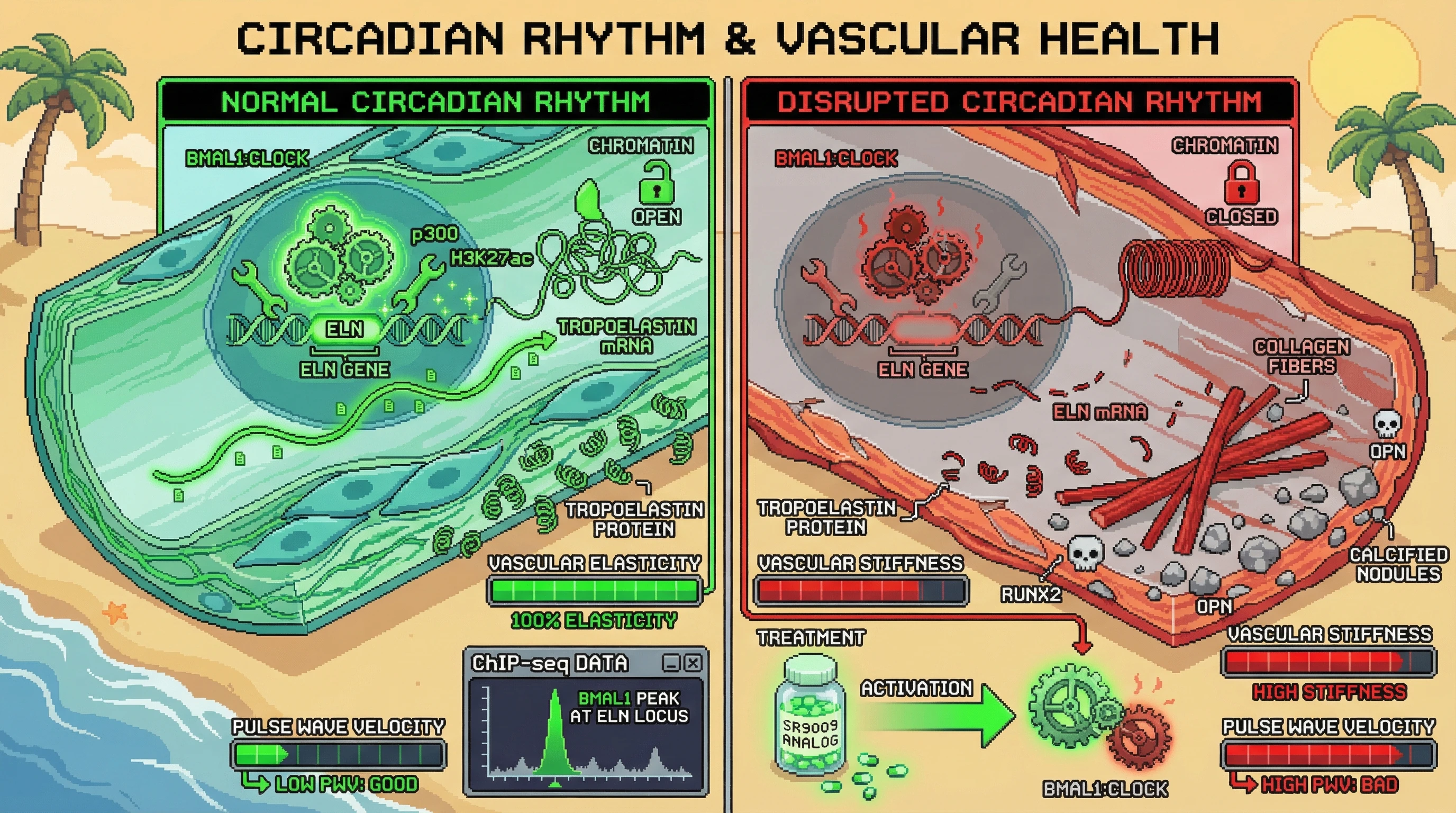 Infographic for: Circadian Control of Tropoelastin Epigenetics: A Direct Link Between BMAL1/CLOCK and Elastin Gene Expression Prevents Vascular Stiffening