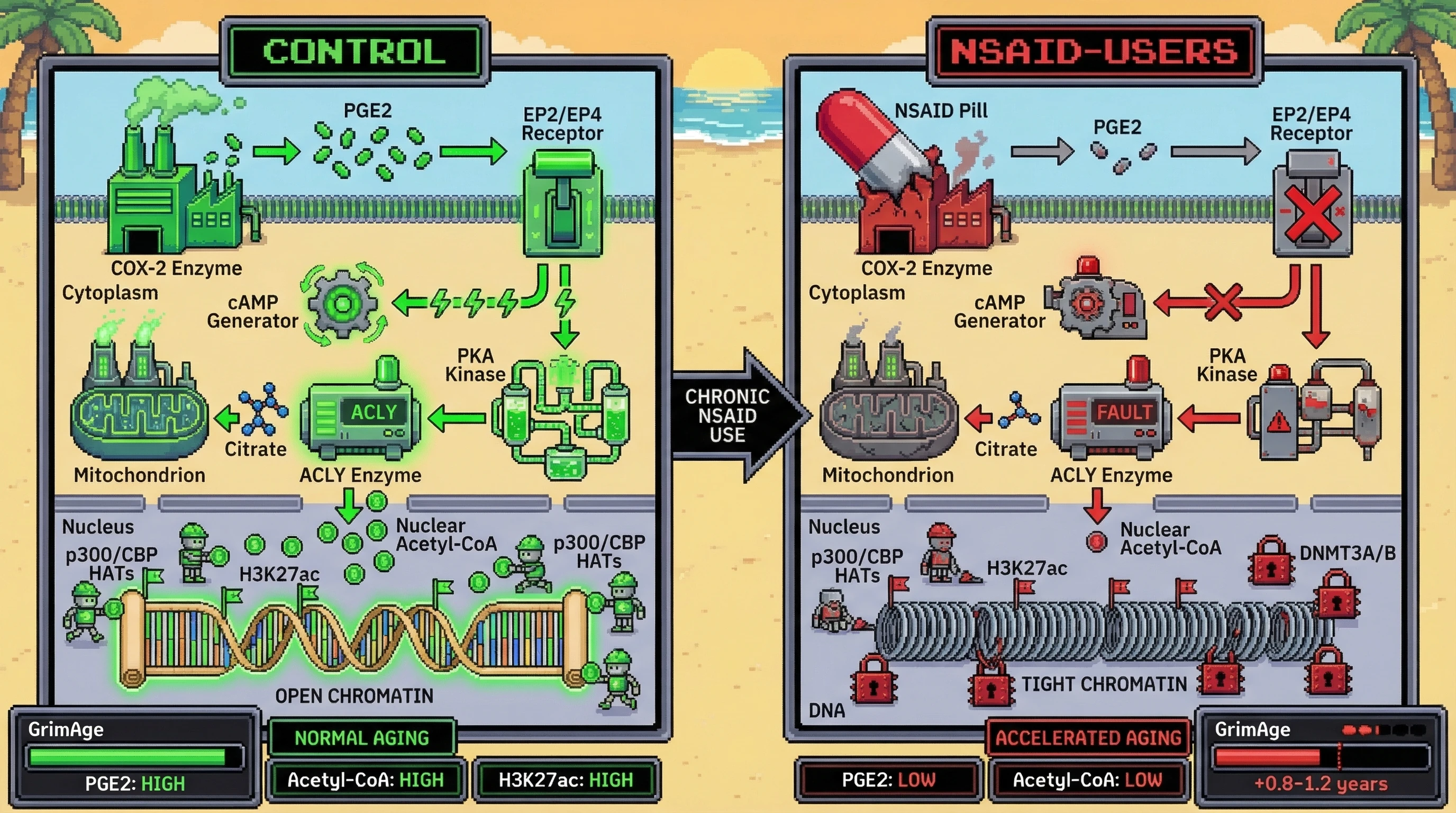 Infographic for: NSAID‑mediated prostaglandin blockade depletes nuclear acetyl‑CoA and speeds epigenetic aging